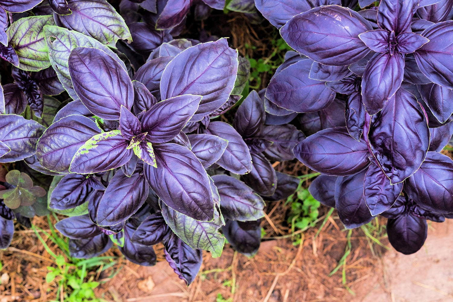 200+ Purple Basil Herb Seeds - Made in USA - Great for Making Pesto