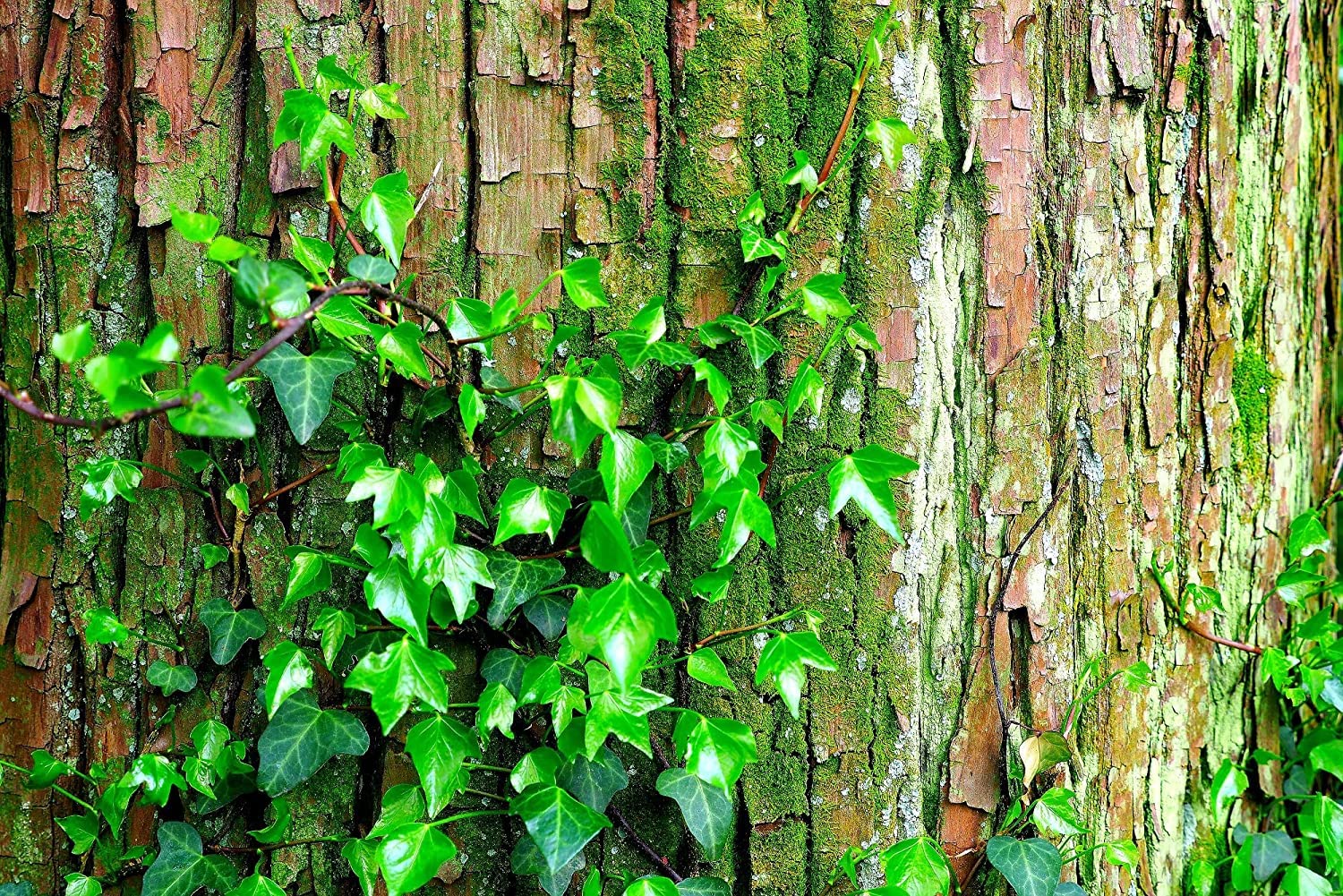 50 Japanese Ivy Seeds for Planting - Easy to Grow Creeping Ivy Vine - Ships from Iowa, USA
