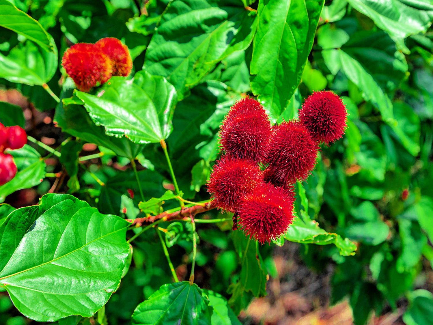 Lipstick Tree Seeds for Planting - 20 Seeds - Bixa orellana