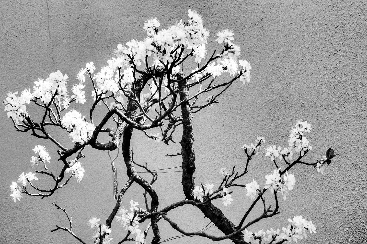 Cherry Tree Bonsai Seeds for Planting - 20 Seeds