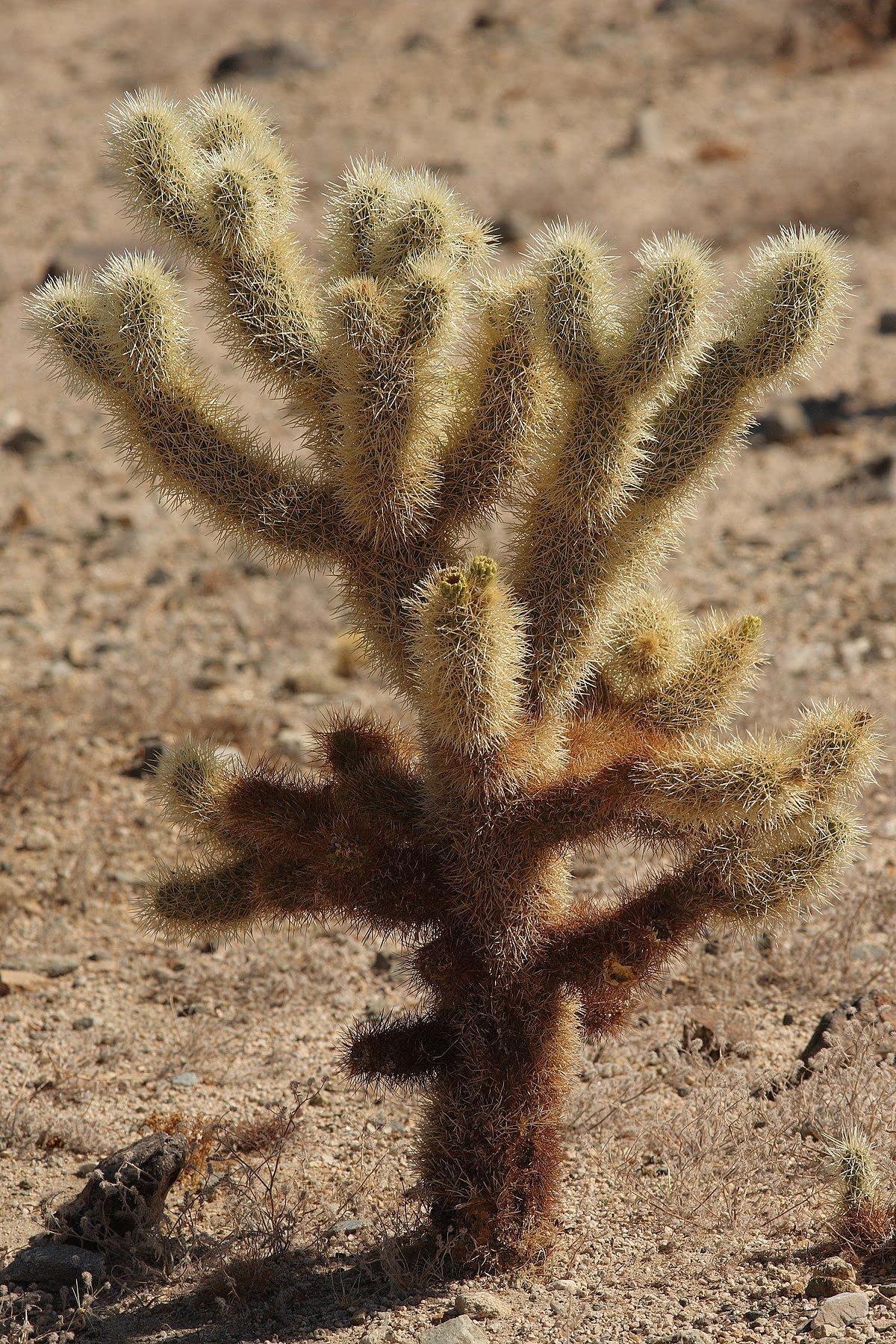 Teddy Bear Cholla Cacti Seeds for Planting (15 Seeds) - Cylindropuntia spinosior - Ships from Iowa, USA