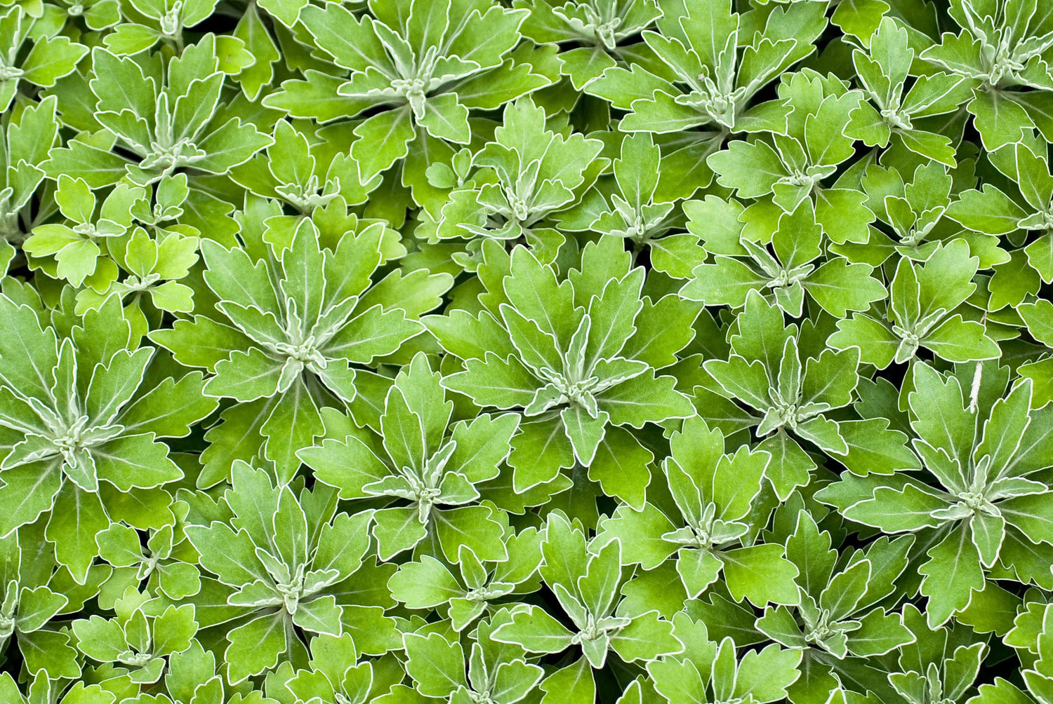 Lambsquarters, Lamb's Quarters Seeds for Planting (100 Seeds) - Chenopodium album - Lamb's Quarters