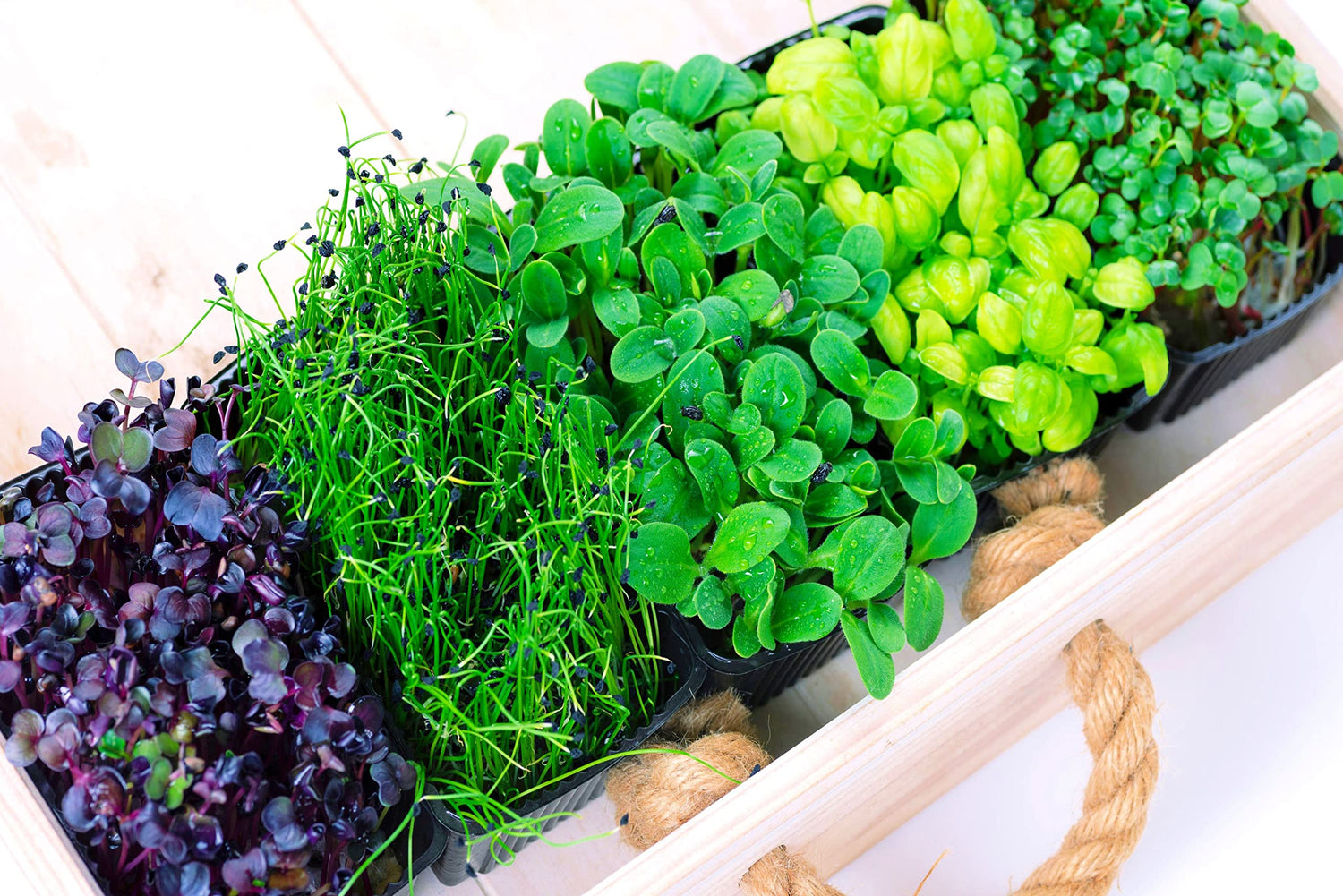 Microgreens Mix - Basil, Onion, Radish, Alfalfa, Wheatgrass - 5 of The Best Microgreens to Grow