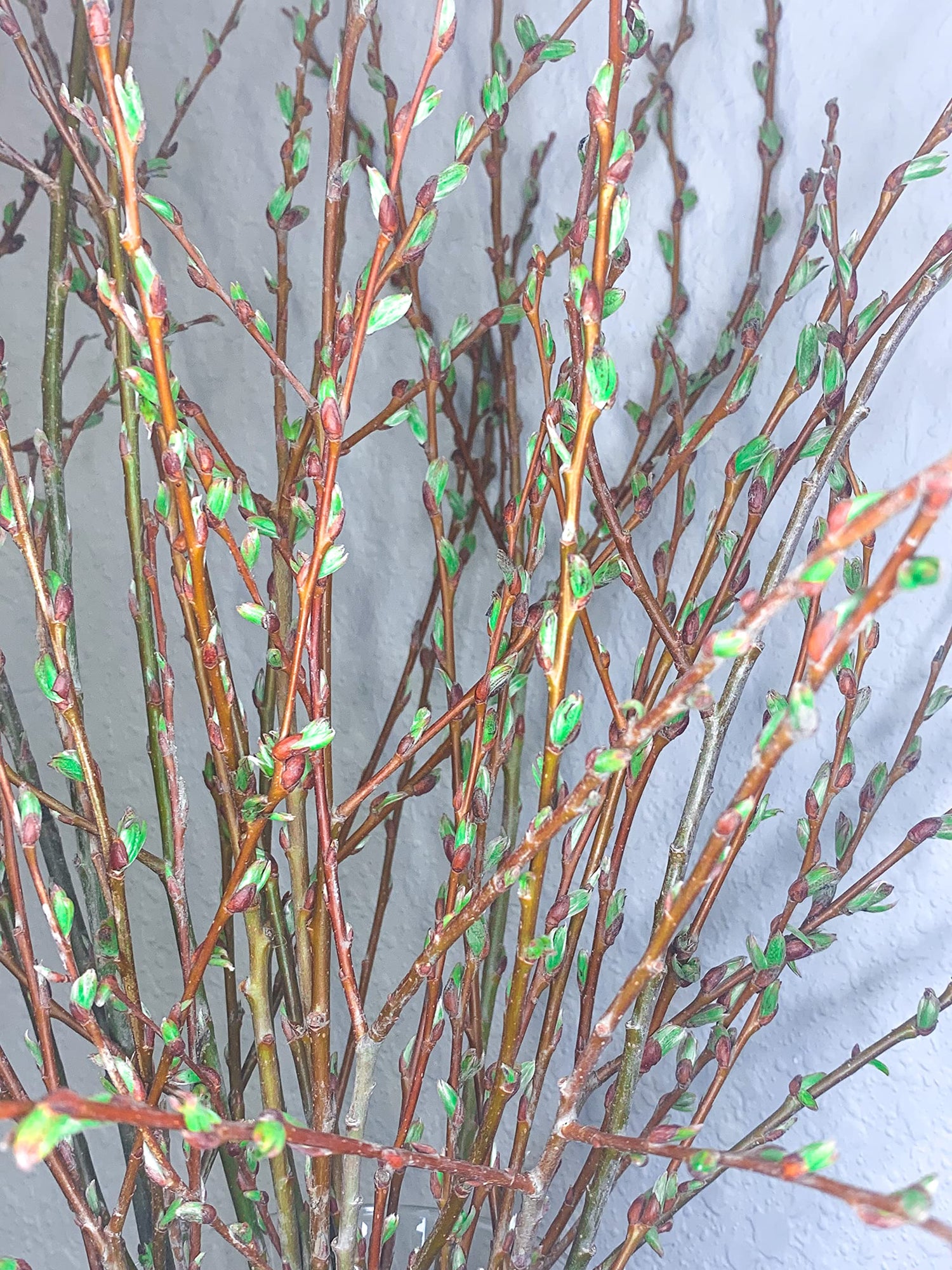 Living Table Vase Decor - Live and Growing Willow Branches - No Vase Included - They Grow in Water for Weeks - Table Decor, Wedding Decor