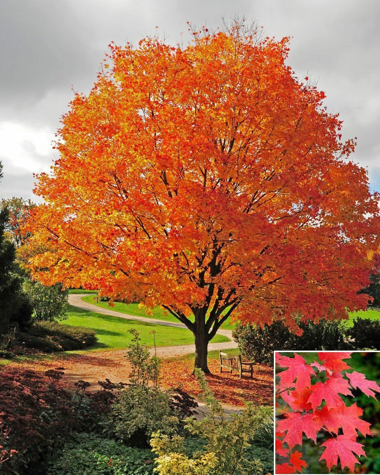 Sugar Maple Tree - Live Plant - 10-18" Tall Seedling - Quart Pot - Acer Saccharum