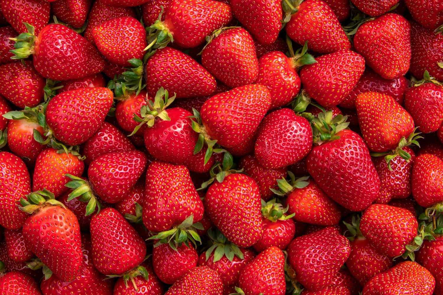 AC Wendy Strawberry Roots to Grow - Large and Delicious Red Strawberries - Healthy Rootstock