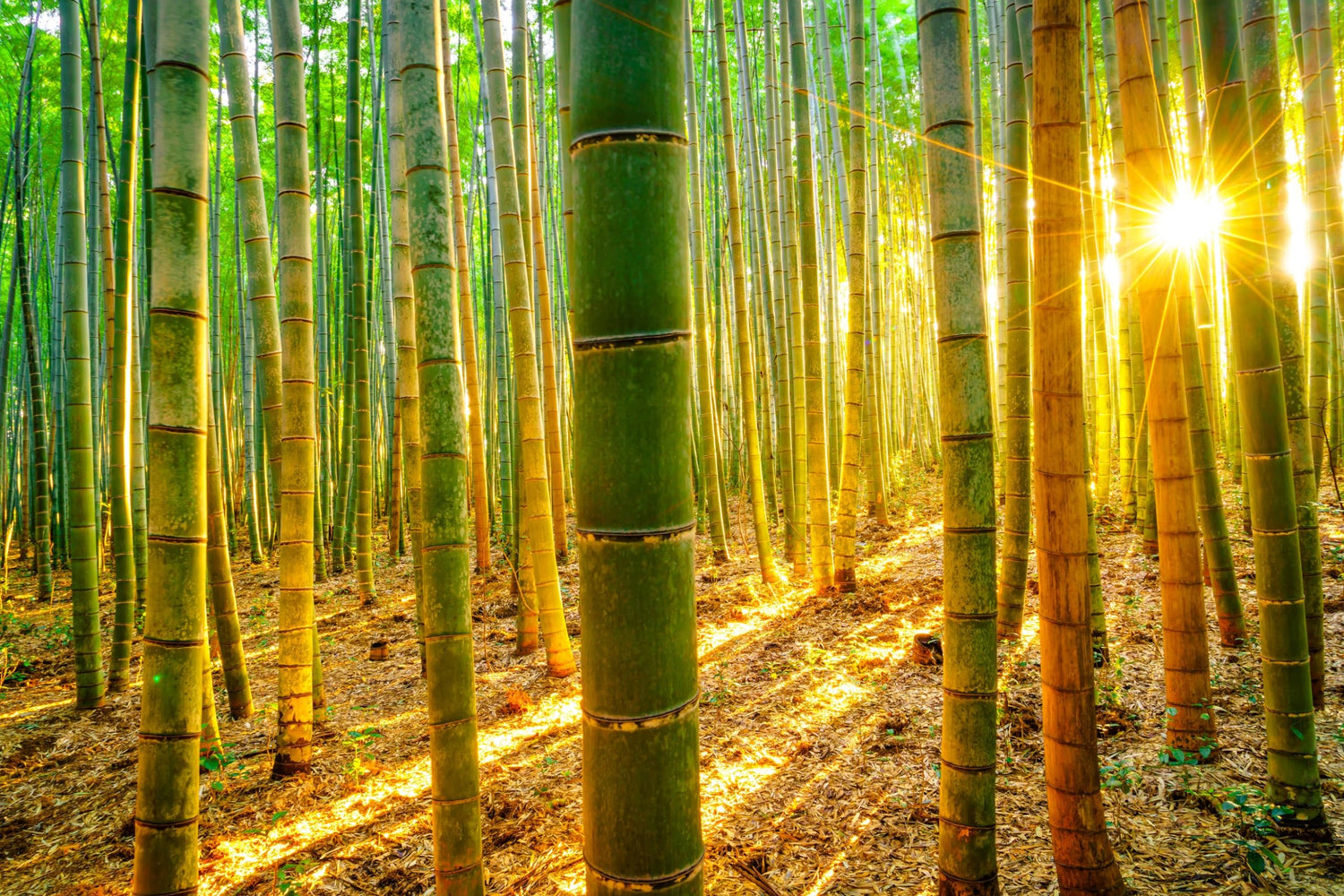 1,000+ Fresh Giant Bamboo Seeds for Planting - Quick Growth and Winter Hardy Privacy Screen, Good for Environment
