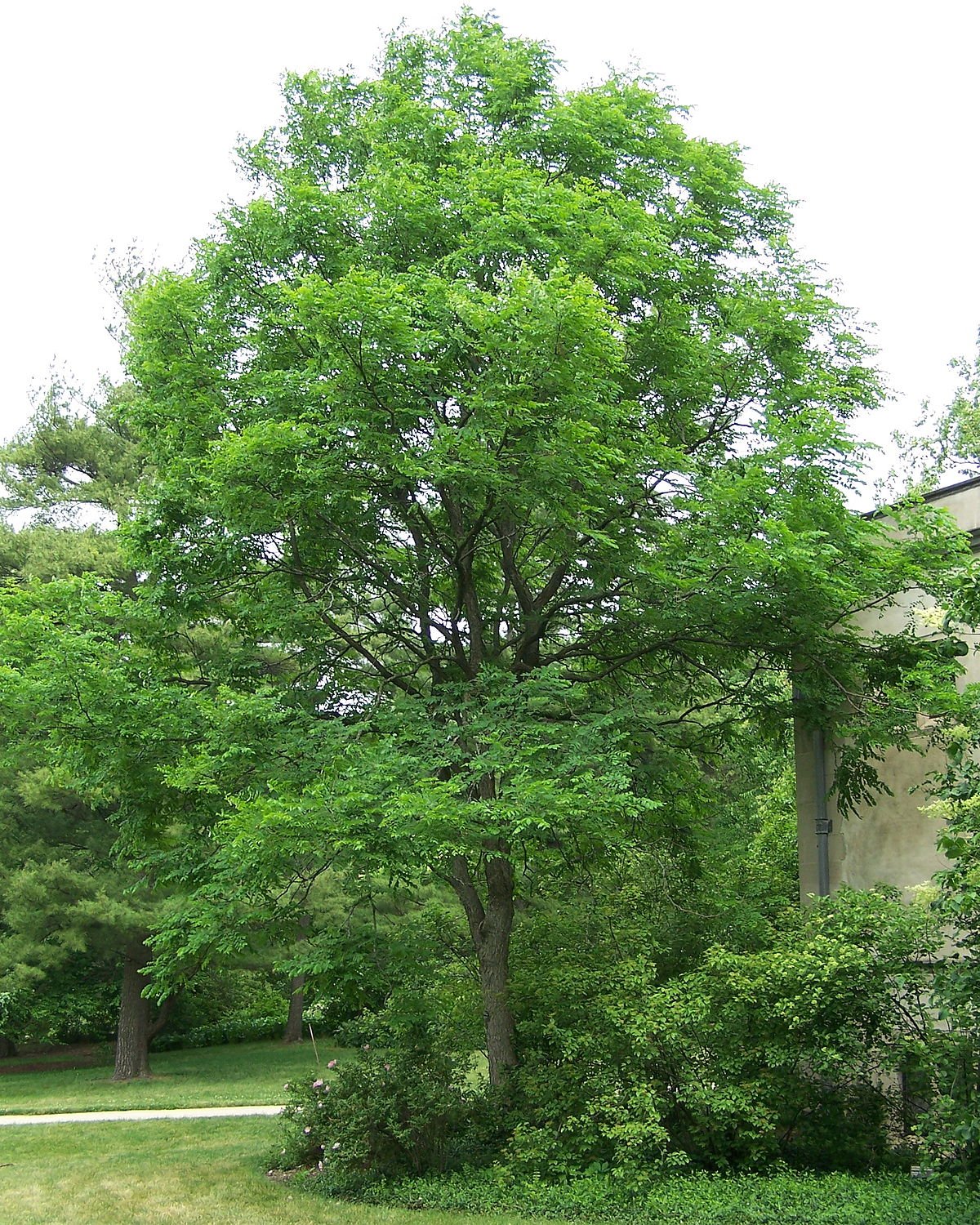 Kentucky Coffee Tree Seedlings | Grow Live Tree Plants - No Ship to California