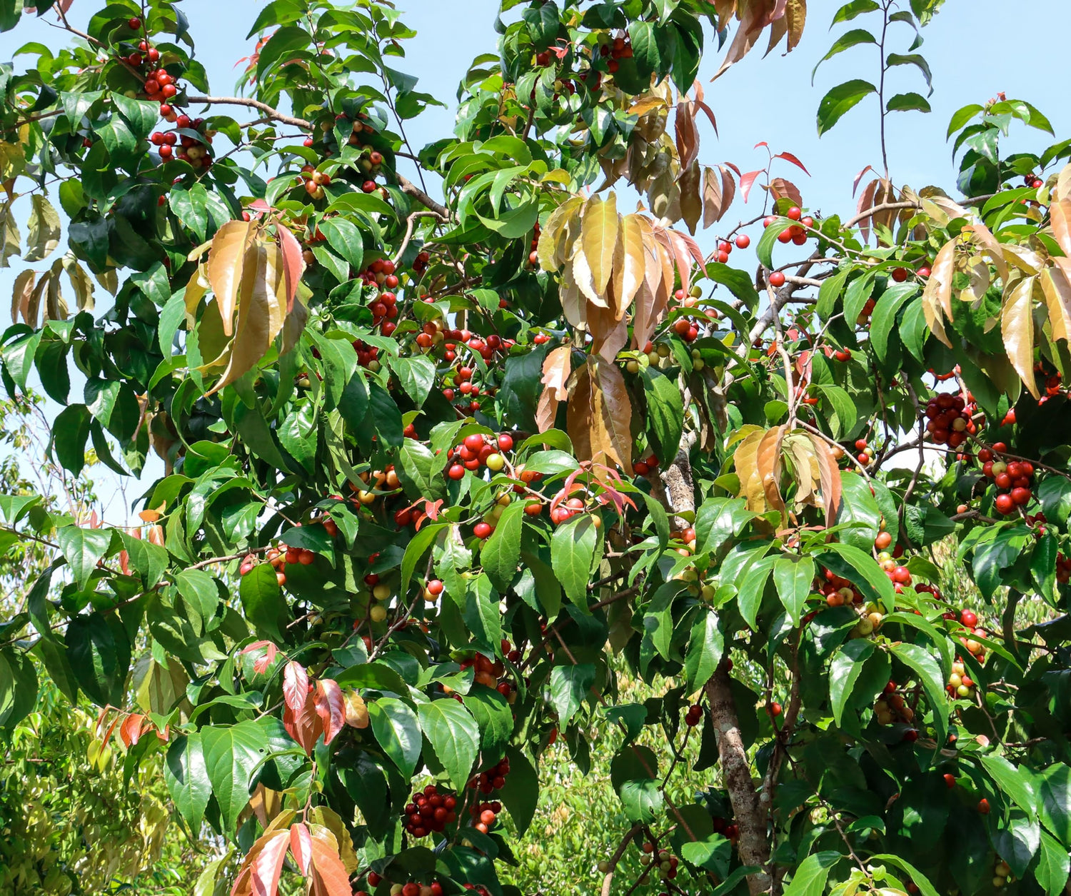 Jamaican Cherry Tree Seeds for Planting (30 Seeds) - Muntingia calabura - Grow Panama Berry Trees