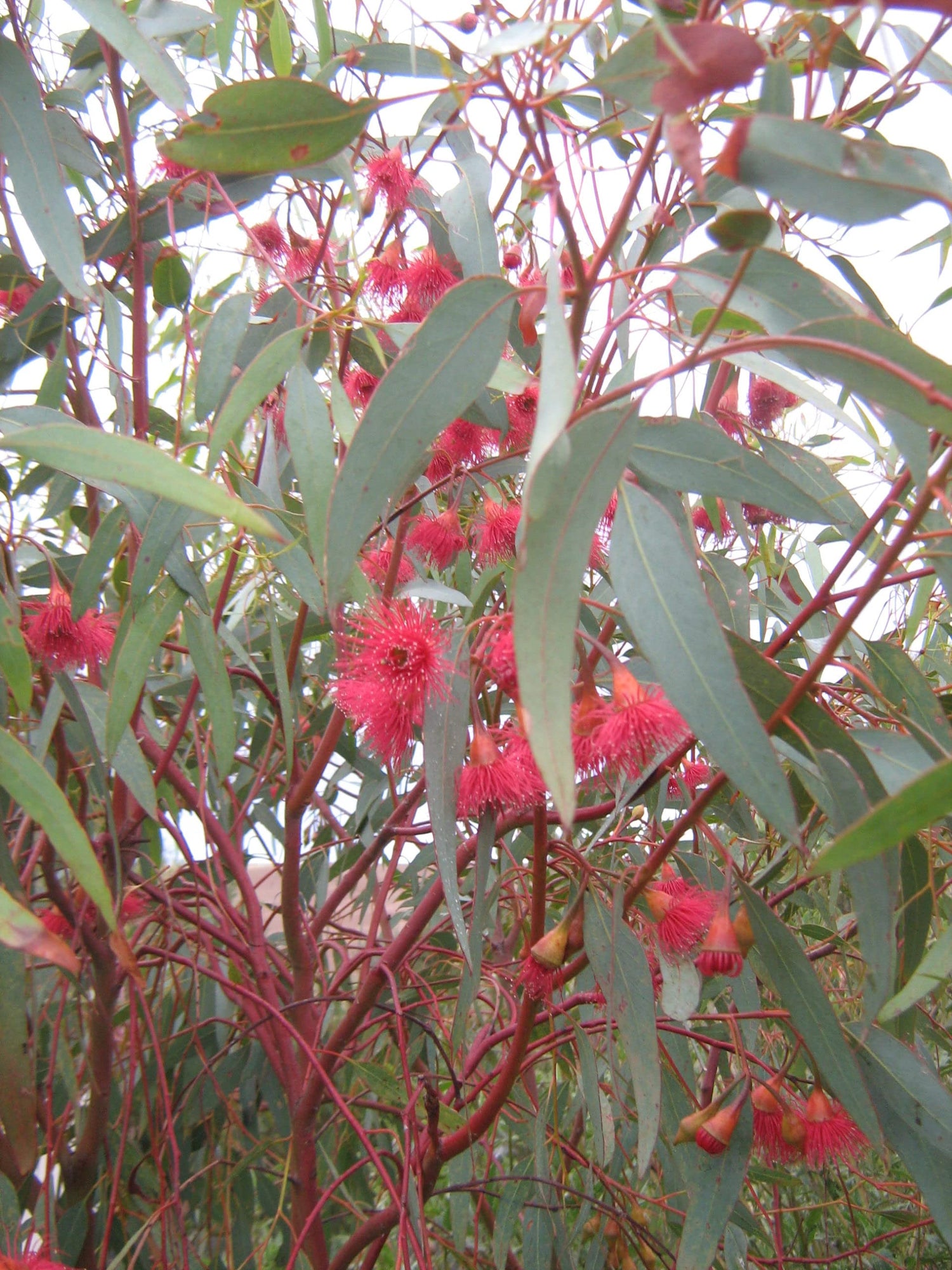 Large Fruited Gum Seeds for Planting (30 Seeds) - Eucalyptus leucoxylon