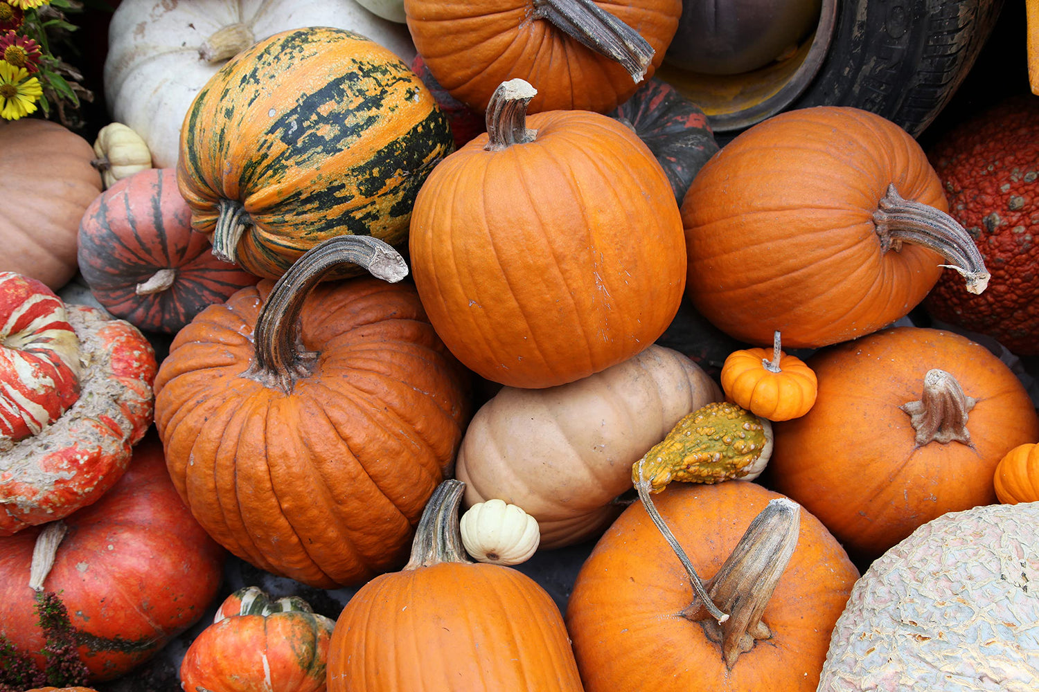 Pumpkin Patch Seeds Kit - 30 Seeds to Grow - Make Money Selling Pumpkins and Gourds - One Bag of Mixed Seeds