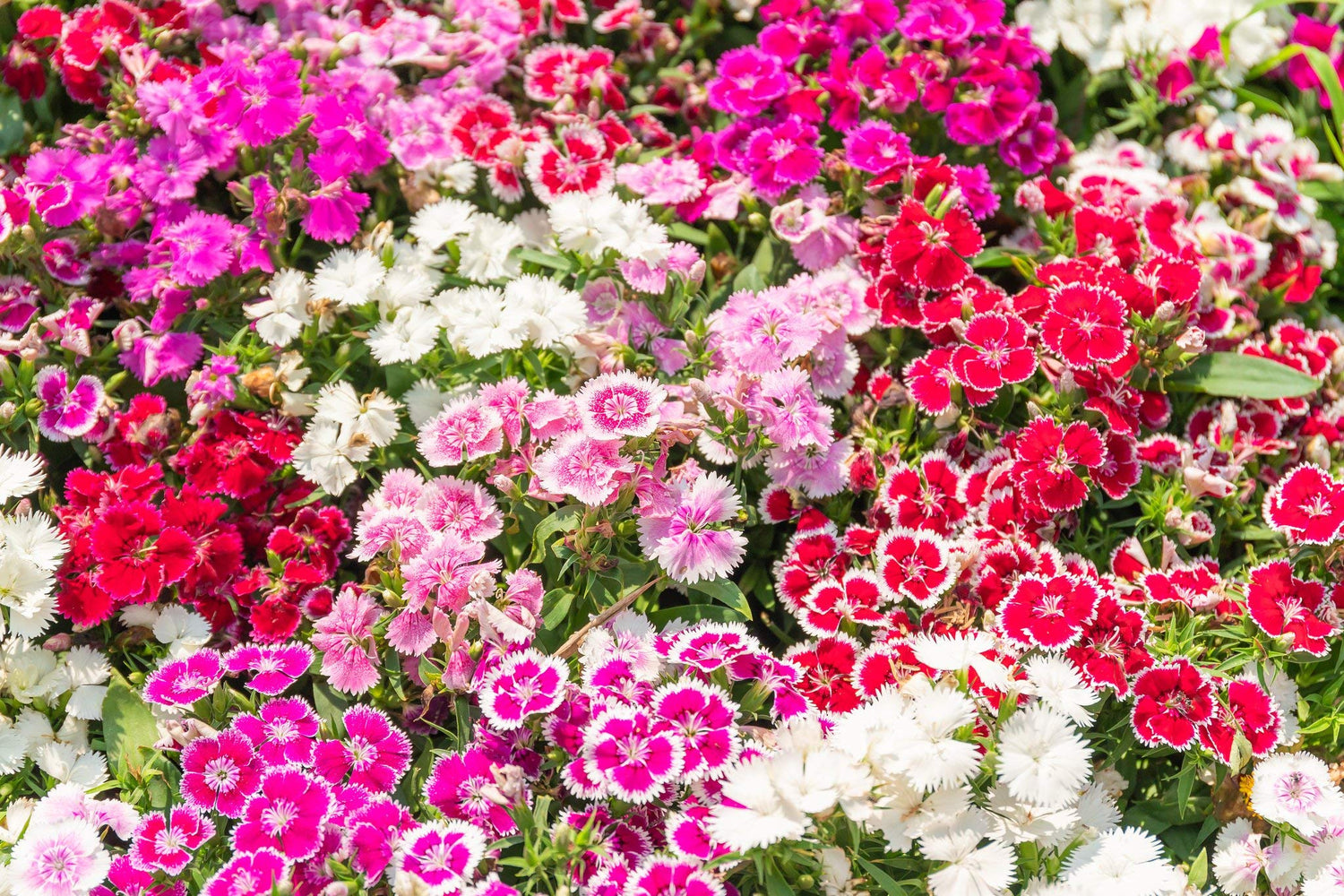 250+ Sweet William Flower Seeds, Single Mix | Exotic Garden Flowers | Made in USA, Ships from Iowa.