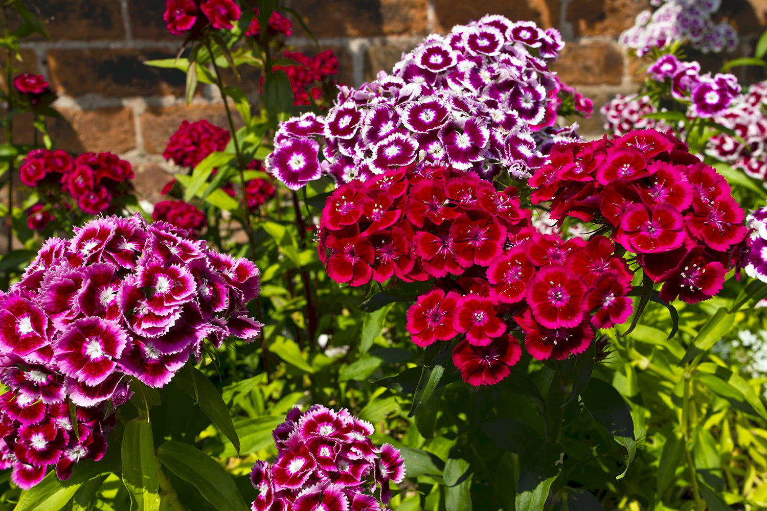 1,000+ Sweet William Flower Seeds, Single Mix | Brilliant Old Fashioned Flowers | Made in USA, Ships from Iowa.