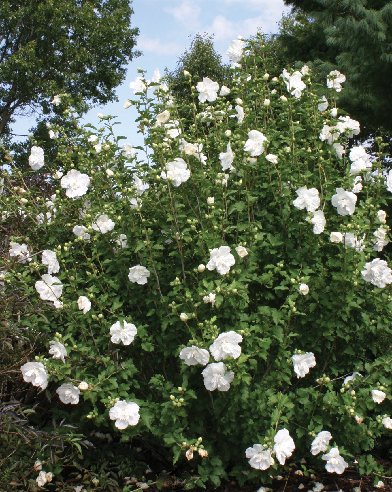 Potted Rose of Sharon Plant (Starter Plant)(Hibiscus Syriacus)