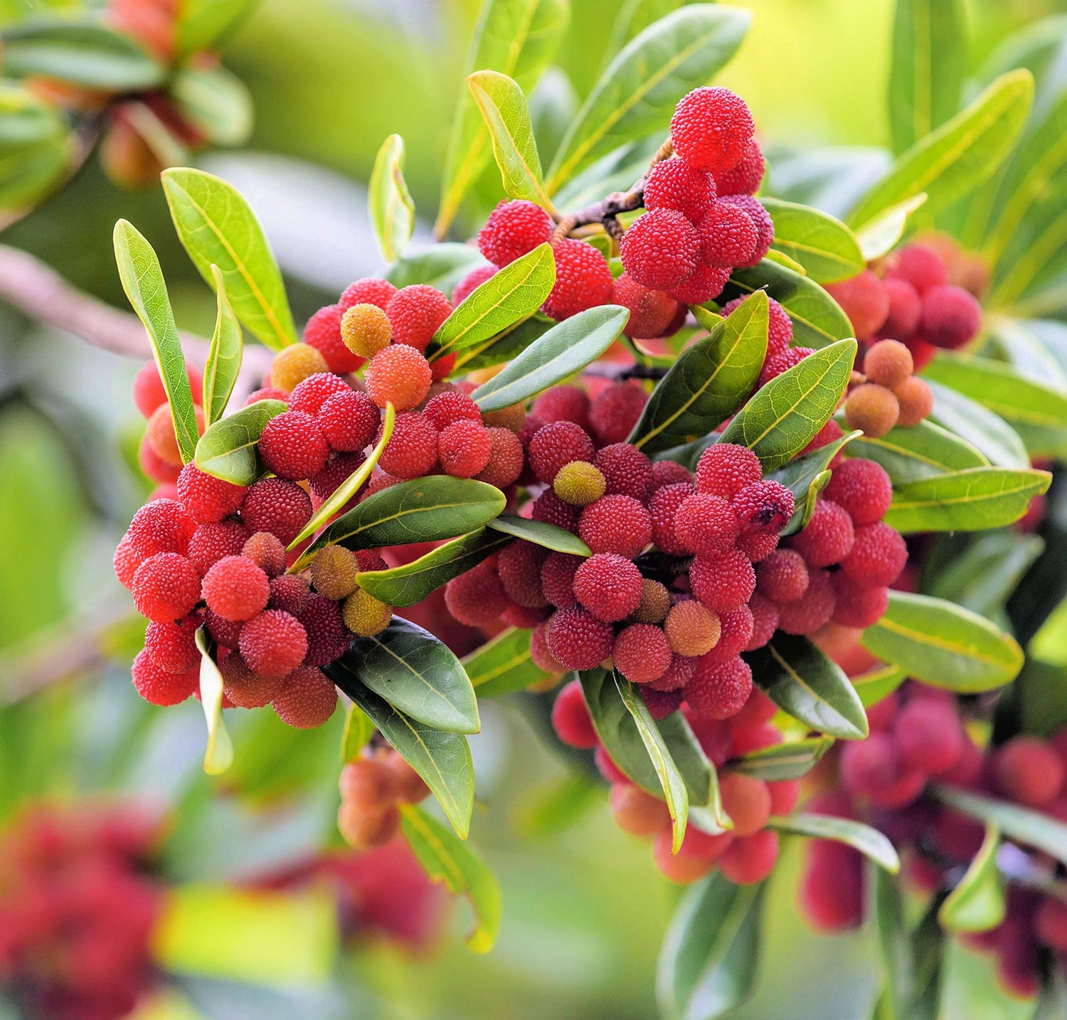Yumberry Tree Seeds for Planting (10 Seeds) - Yang-mei Tree, Myrica rubra, Exotic Bayberry