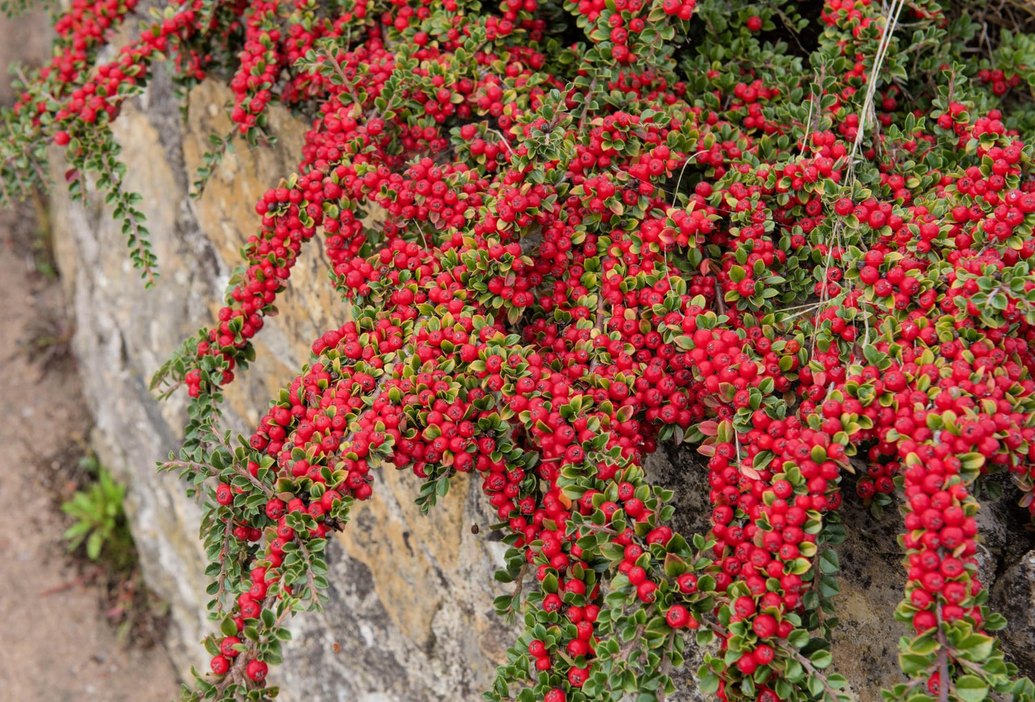 30 Wall Cotoneaster Seeds for Planting - Fruit Bearing Ornamental Vine - Cotoneaster horizontalis