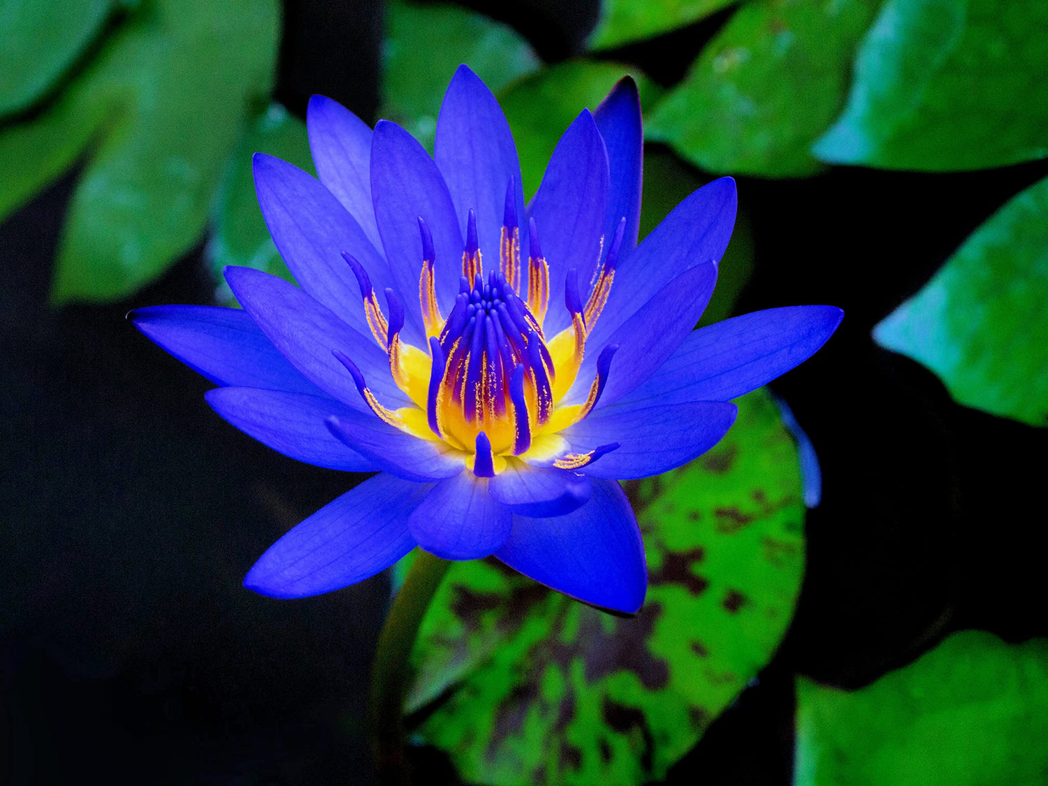 Lotus Seeds for Planting - Great for Koi Pond, Aquatic Plant, Water Lily