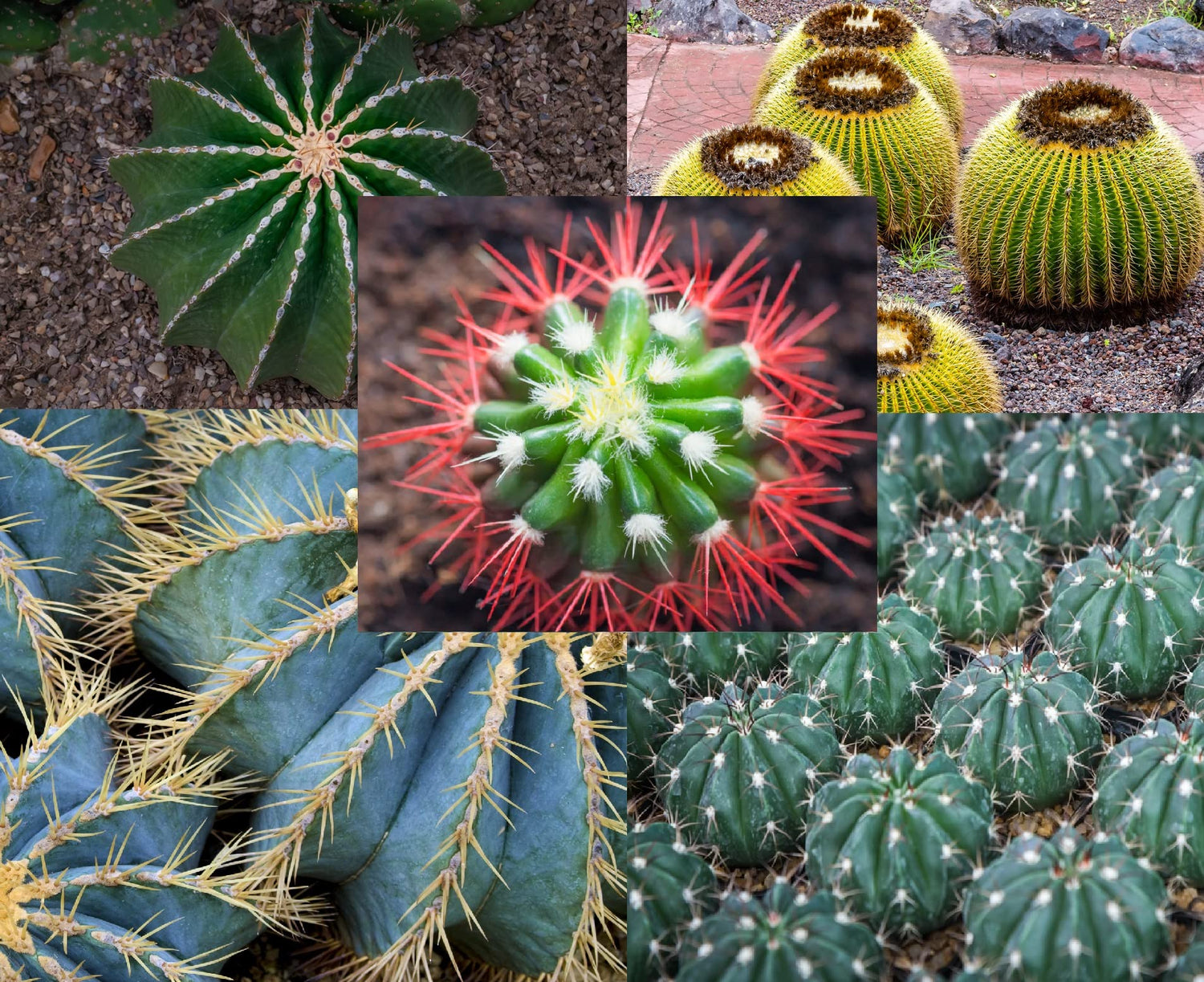 50 Ferocactus Species Mix Seeds - Barrel Shaped Cacti - Ships from Iowa, USA - Grow Exotic Cacti Succulent