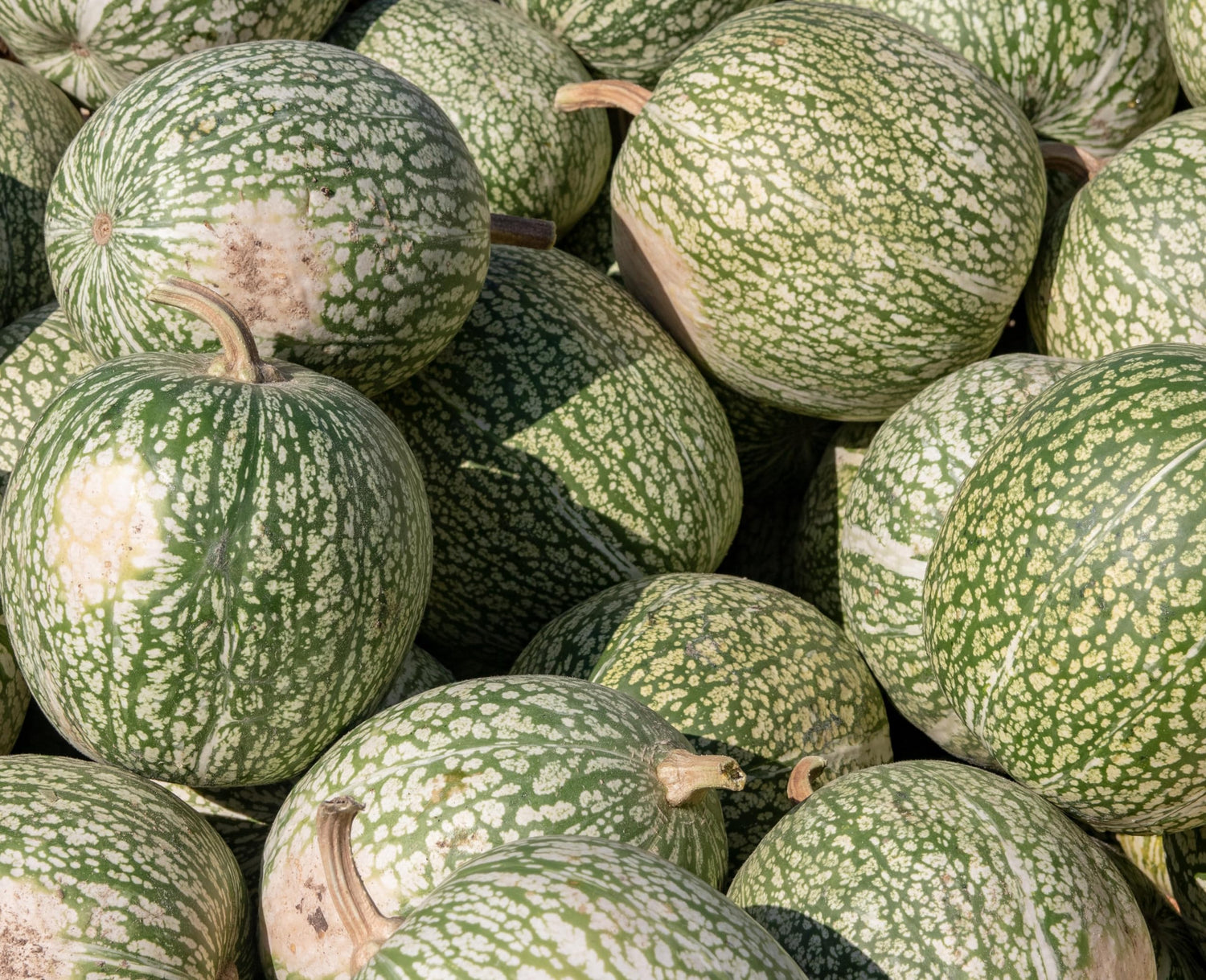 15 Whale Shark Pumpkin Seeds for Planting - Rare Seeds