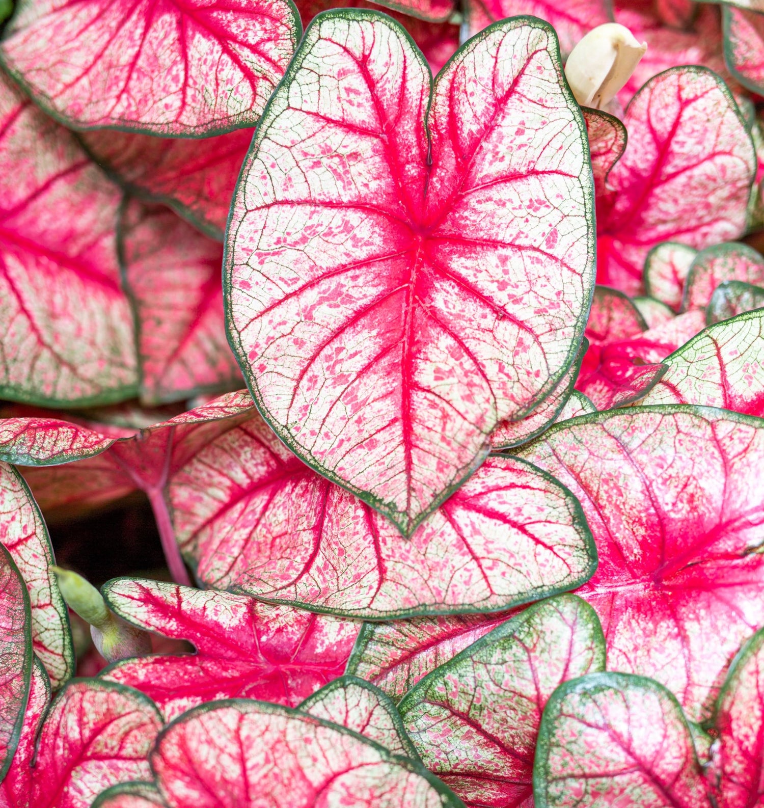 6 Fiesta Caladium Bulbs for Planting - Perennial Hosta, Elephant Ears, Fancy (6 Bulbs)