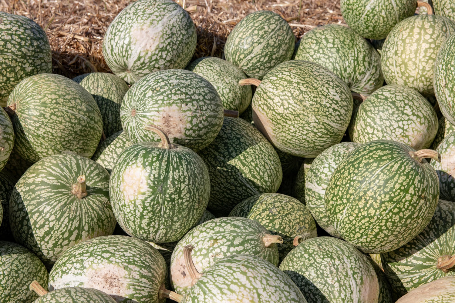 15 Whale Shark Pumpkin Seeds for Planting - Rare Seeds