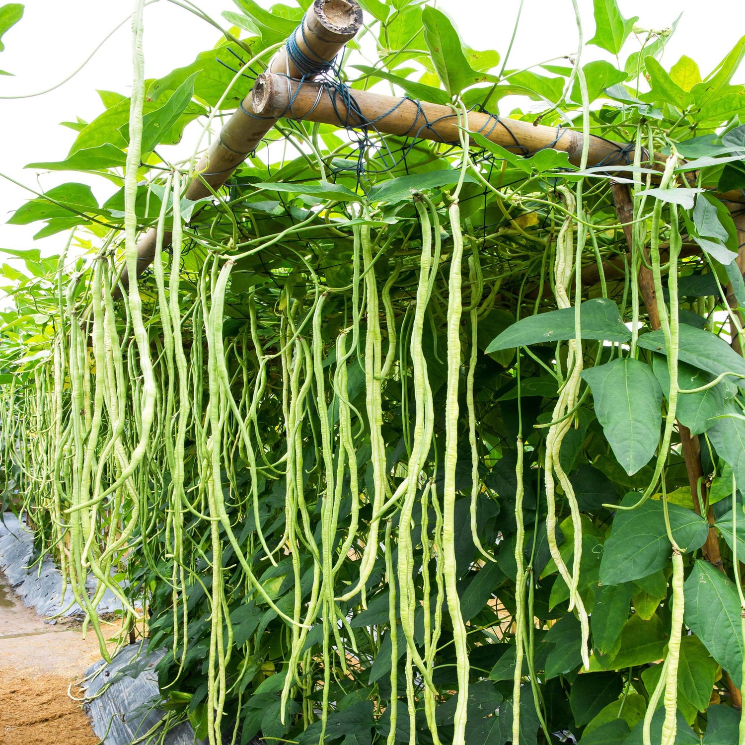 Cow Pea Seeds for Planting | 50+ Seeds + | Made in USA, Ships from Iowa. Non-GMO, Heirloom Seeds. Food Plot, Wildlife, Cows, Horses Love Em