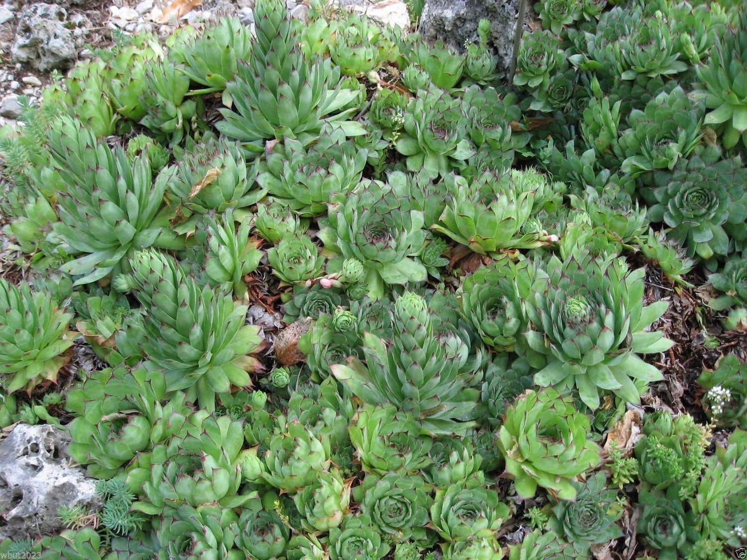 100 Sempervivum Tectorum Seeds Aka Hens and Chickens (100 Seeds) Rhs Award .