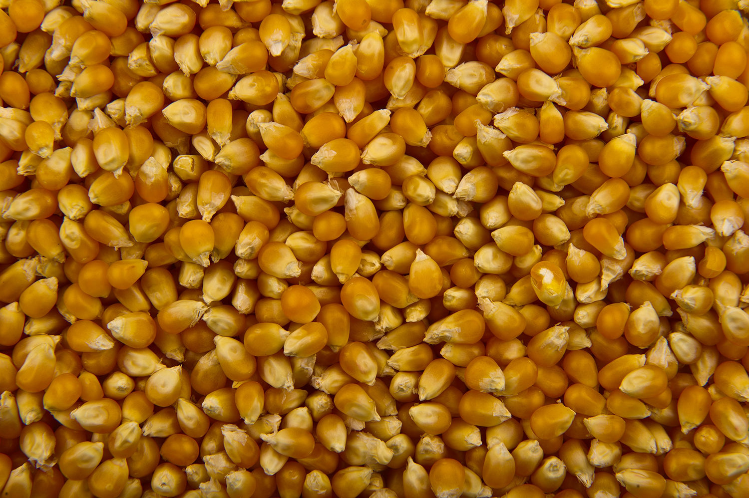 Snow Puff Popcorn Seeds to Grow - 25+ Seeds - Made in USA. Grow your own Popcorn