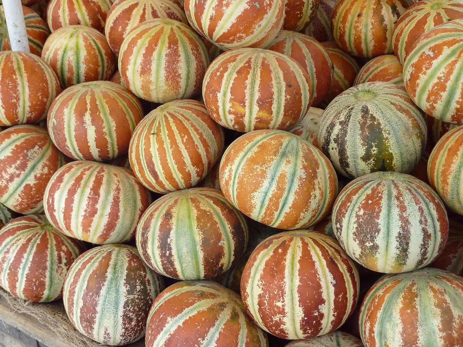 10 Kajari Melon Seeds, Cucumis Melo, Indian Delhi Melon Seeds - 10 Seeds for Planting