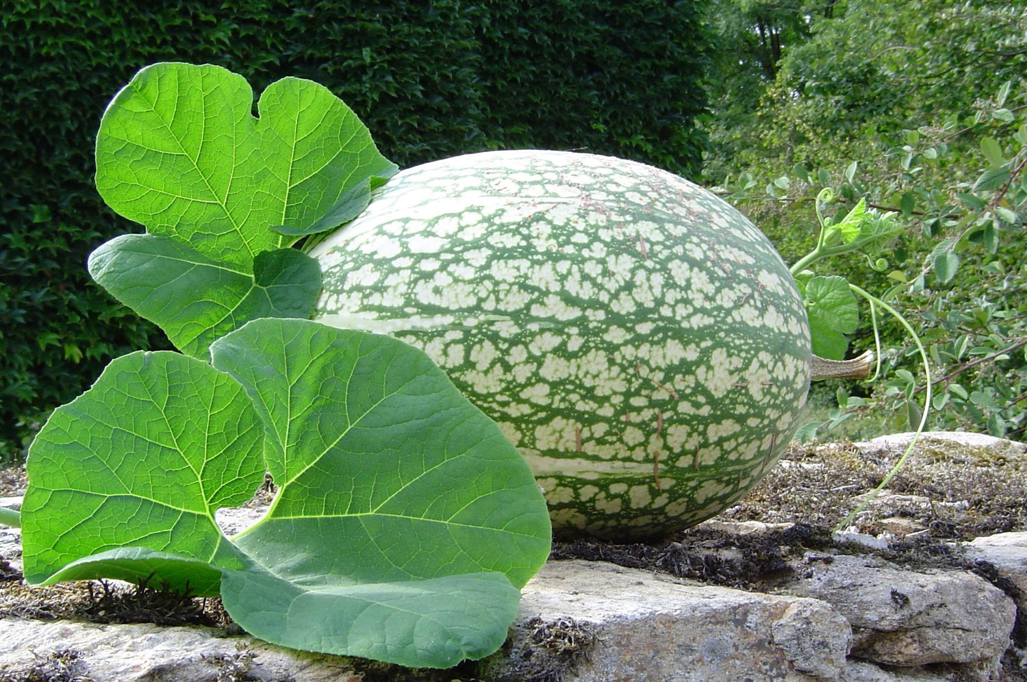 10 Shark Fin Squash/Melon, Gom bo Seeds - AkA,Malabar Gourd, Seven Year Melon.