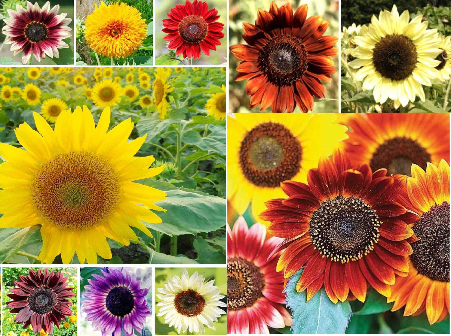 1,000+ Sunflower Seeds for Planting - Jumbo Mix Pack - 15+ Varieties - (Helianthus annuus) - Non-GMO Seeds