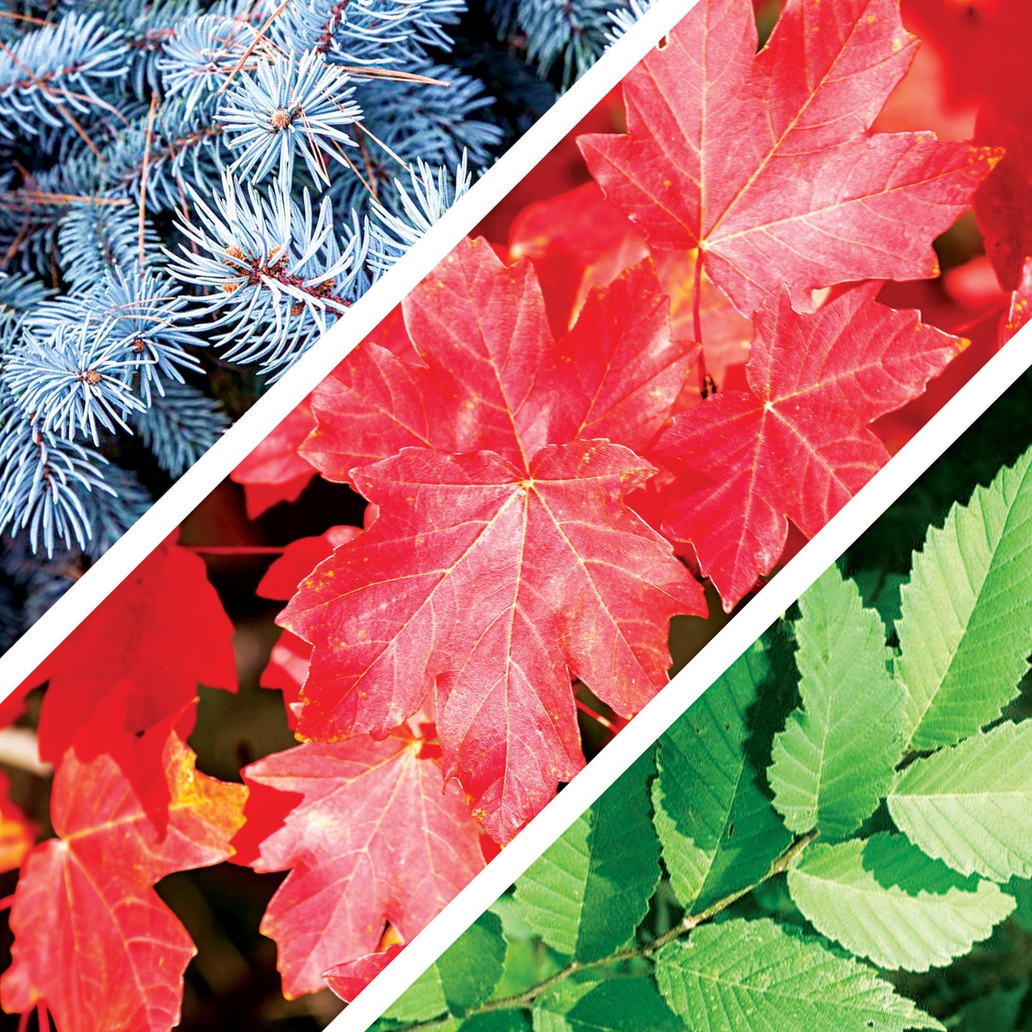 12 Bonsai Tree Seeds Kit - 300+ Seeds - Red Maple, Blue Spruce, Cherry Blossom, Wisteria, Black Pine, Flame, Chinese Elm, Purple Lilac, Trident Maple, Albizia Juibrissin, Judas, Desert Rose
