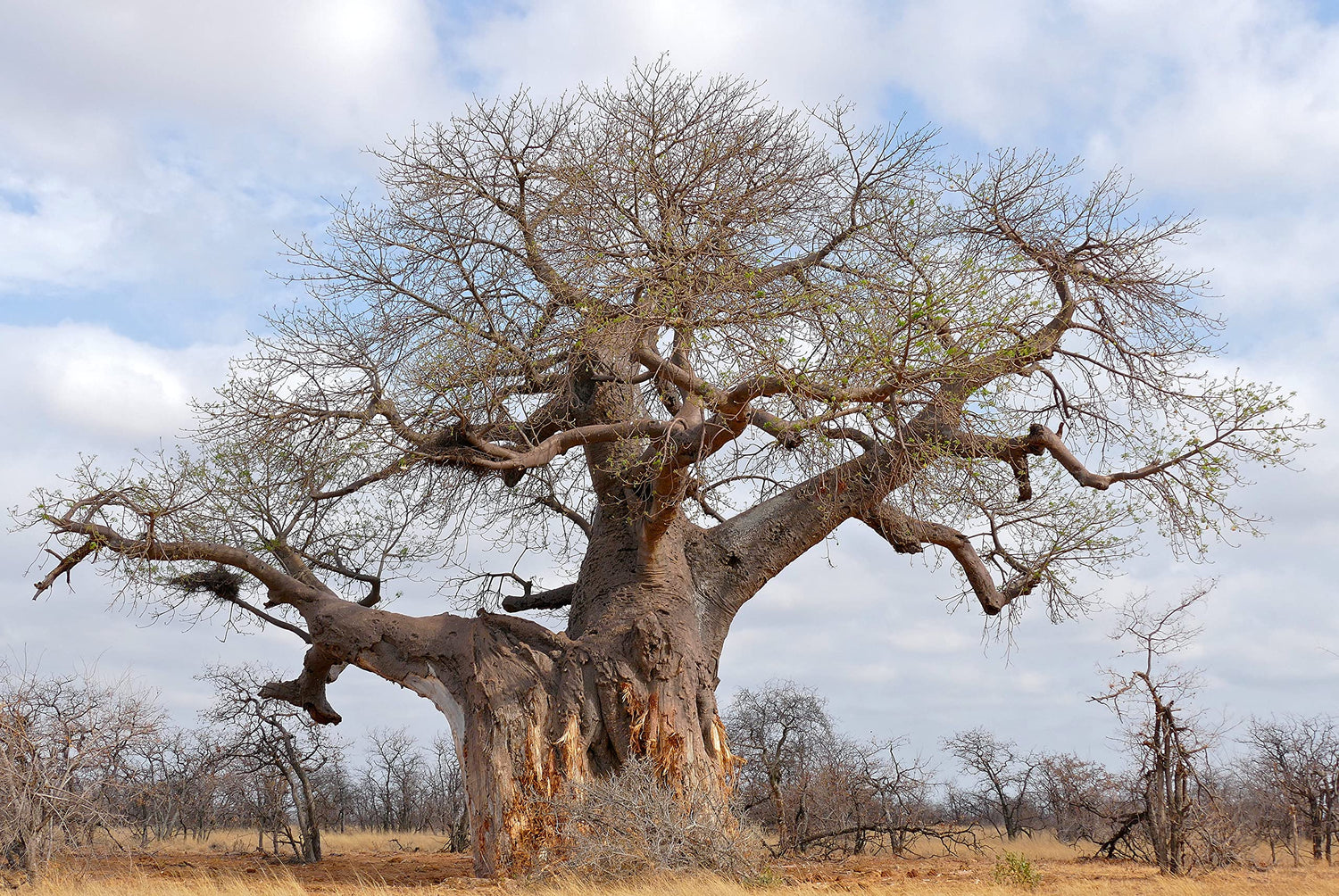 African Baobab Adansonia digitata 10 Seeds