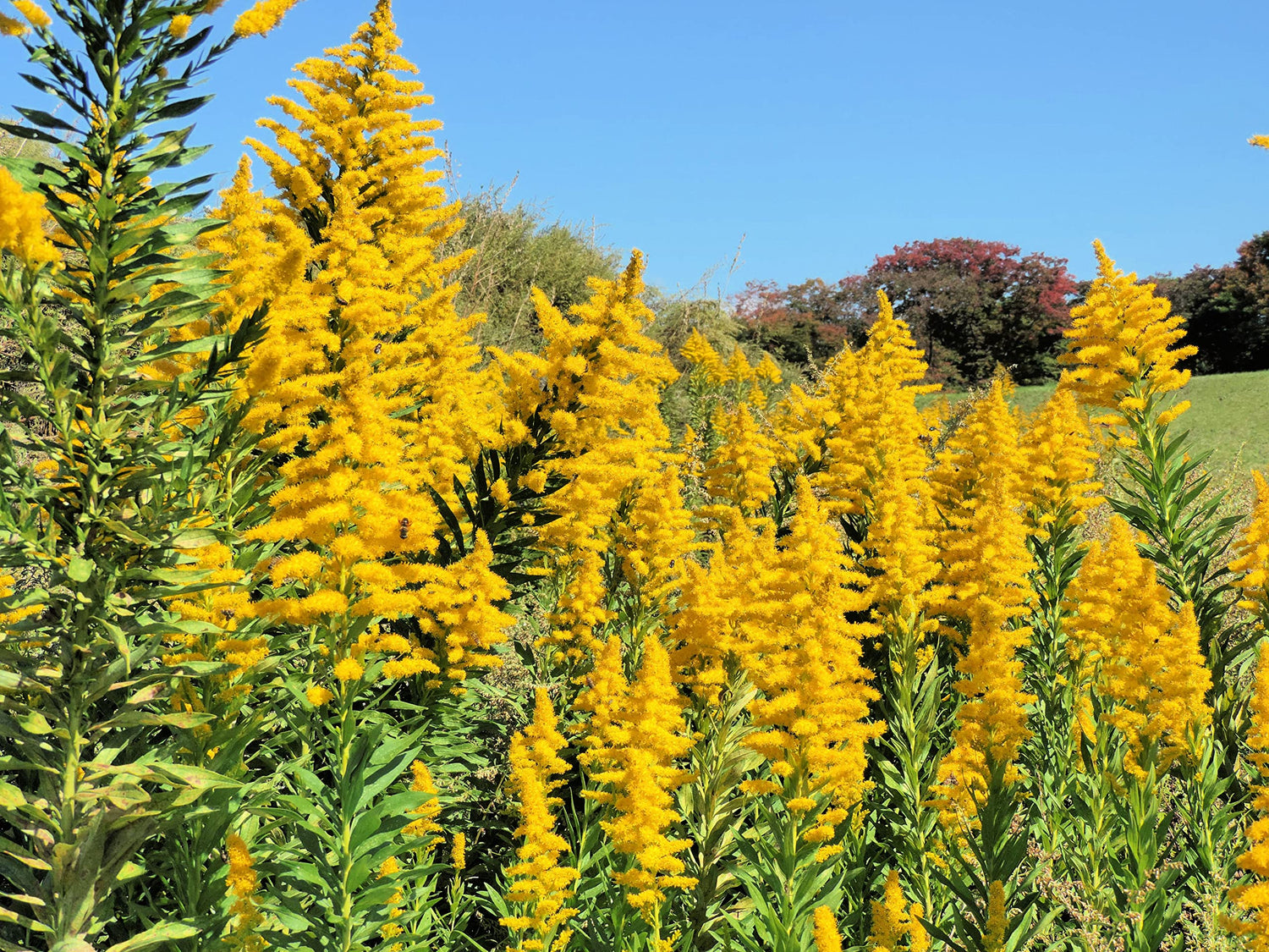 Showy Goldenrod Seeds for Planting - 100+ Seeds - Solidago speciosa - Heirloom & Open-Pollinated Variety, Attracts Bees, Non-GMO Pollinator-Friendly Native Wildflower Seeds