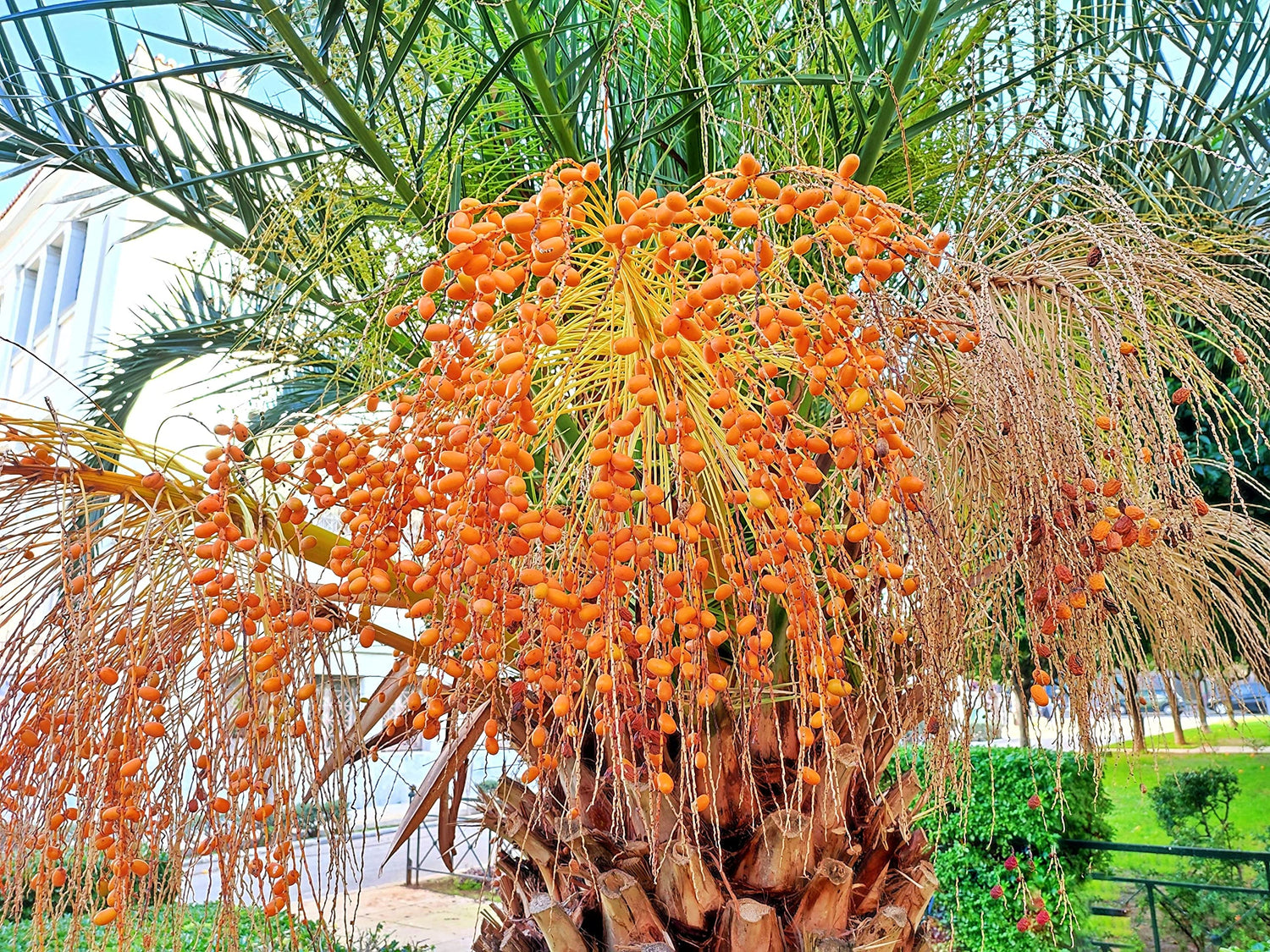 Canary Island Date Palm Seeds for Planting (5 Seeds) - Phoenix canariensis