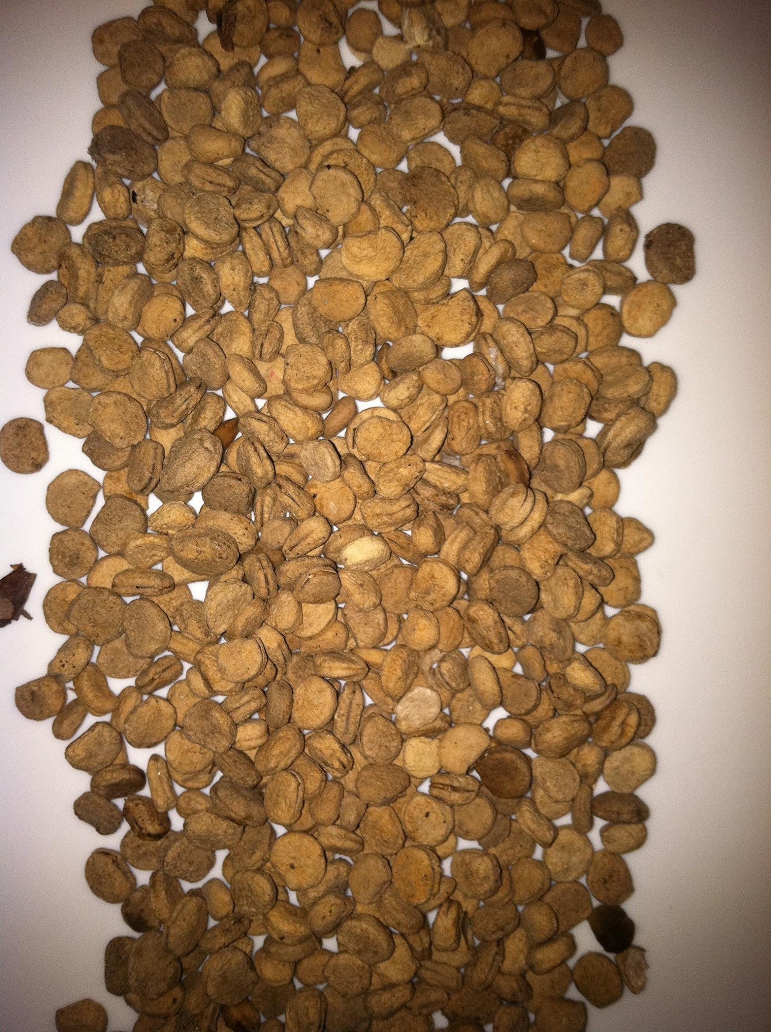 25+ Ginseng SEEDS Wild Stratified American Seeds Ready To Plant Now Grow Roots