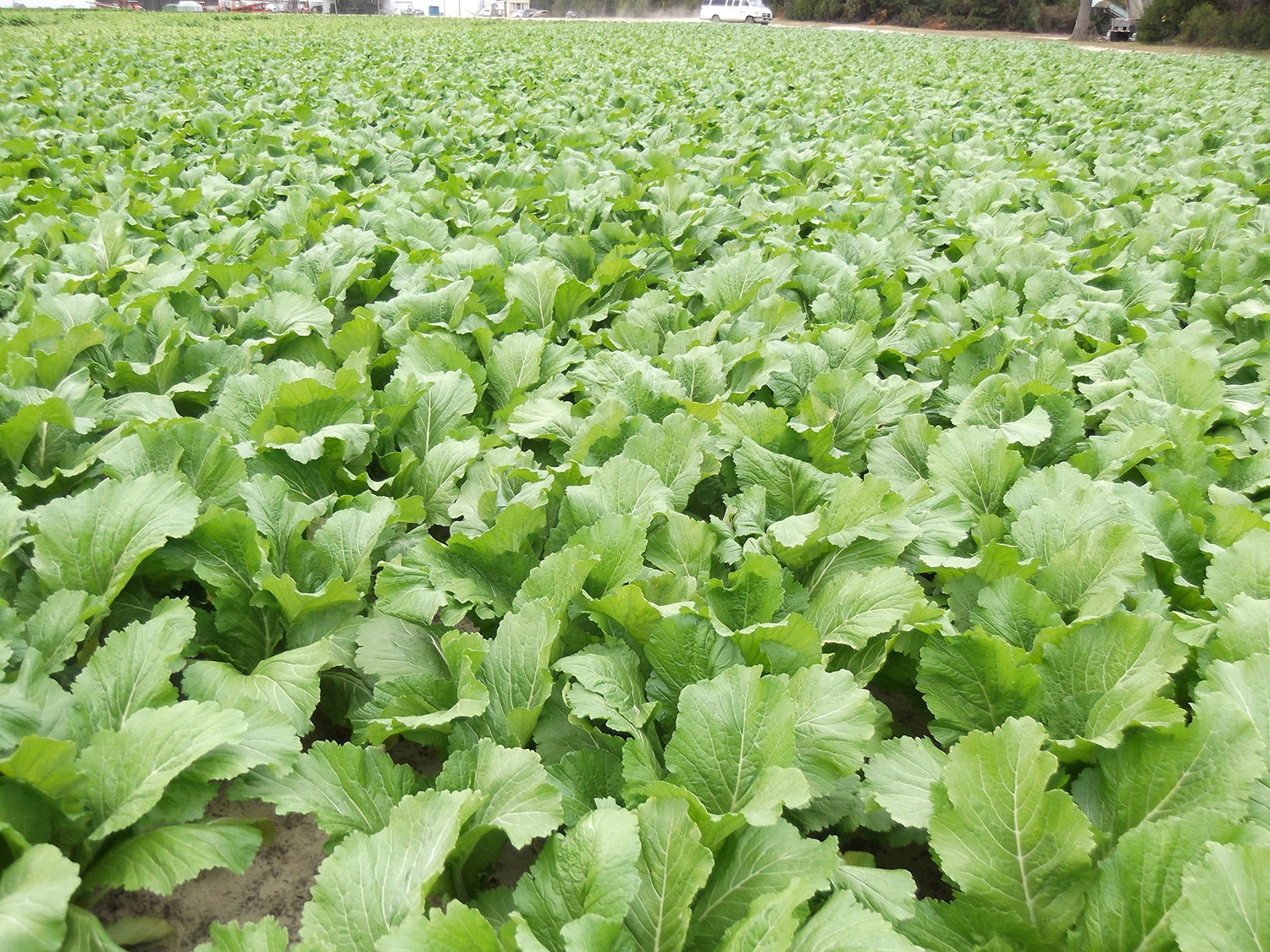 Florida Broadleaf Mustard Greens | Fast Growing | Heat and Cold Tolerant | Non-GMO | Heirloom Garden Seed - C?i b? xanh - Small GAI Choi