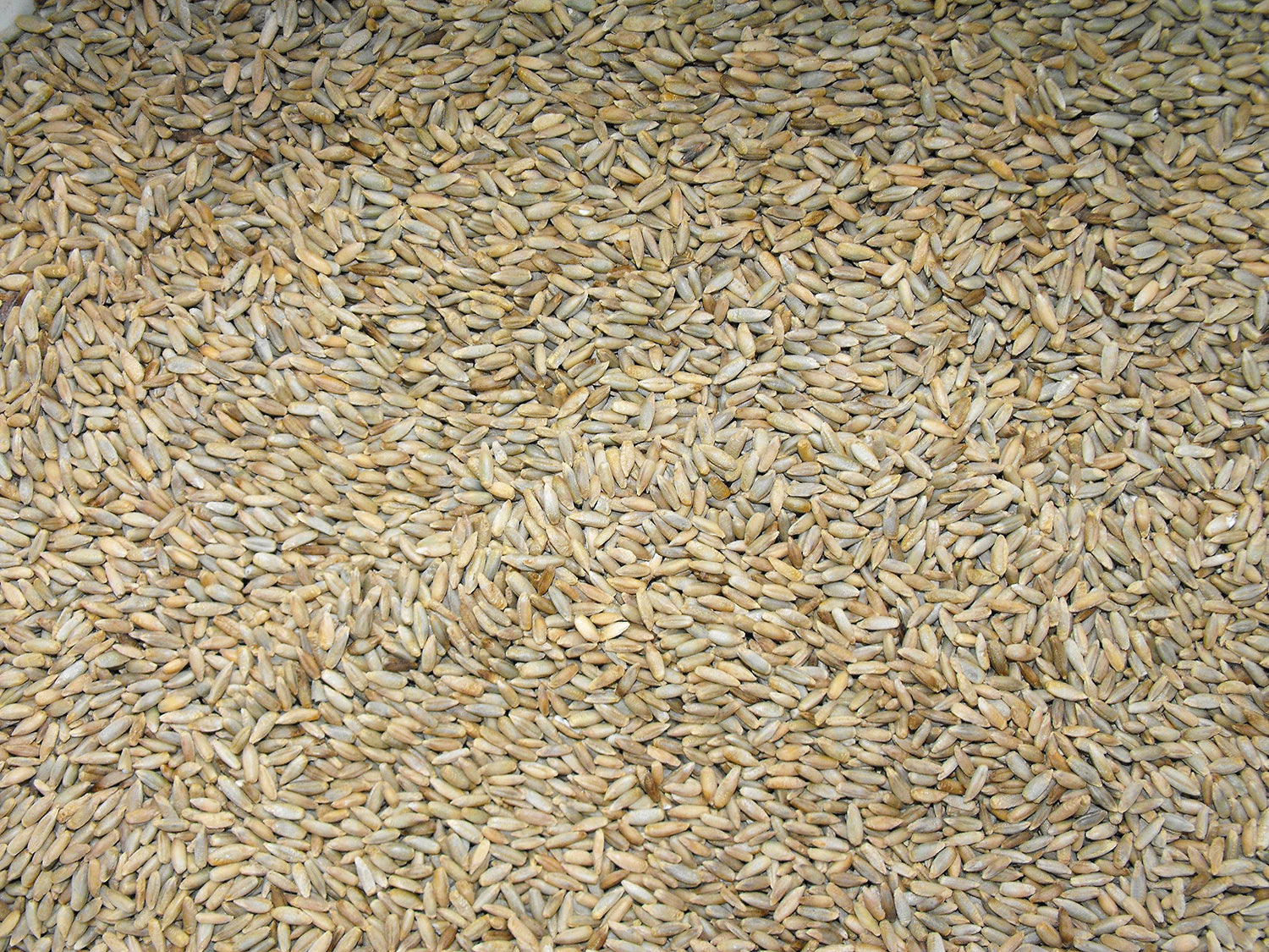 Lewis Family Farm 5 lb Cereal Rye Grain Seeds Open Pollinated Cover Crop Forage Deer Plot Food