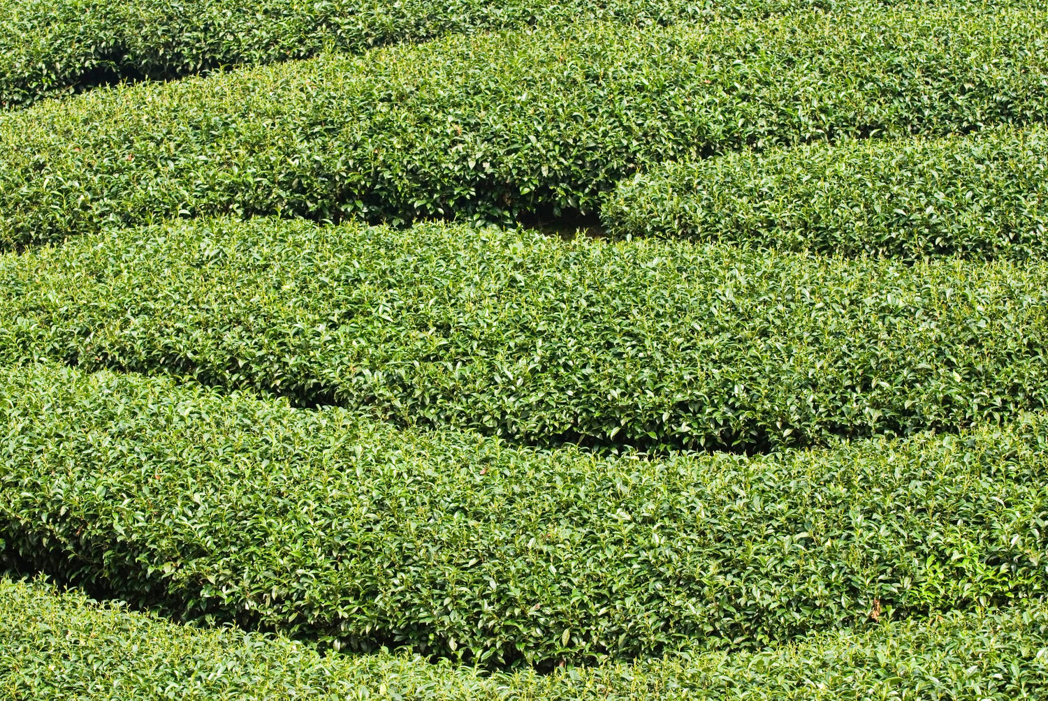 Tea Tree Seeds for Planting - 6 Seeds of Camellia Sinensis Herb Seeds - Made in USA, Ships from Iowa. Tea Tree