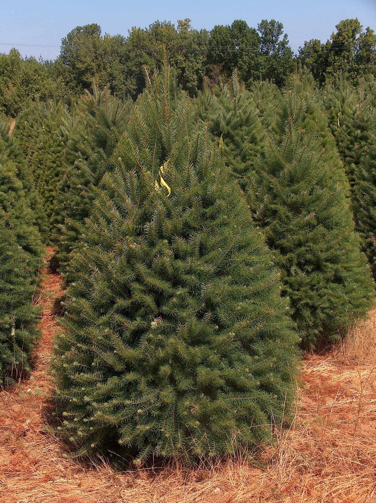 Abies Balsamea Fir Tree Seeds for Planting Outdoors/Potted 50 Seeds