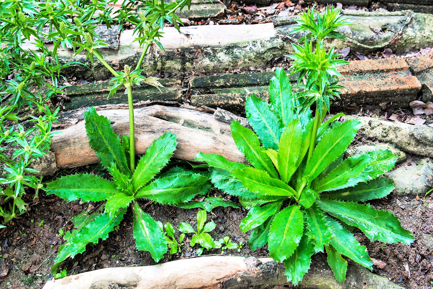 500+ Culantro Seeds for Planting (Eryngium foetidum) - Non-GMO & Untreated - NOT Cilantro Seeds