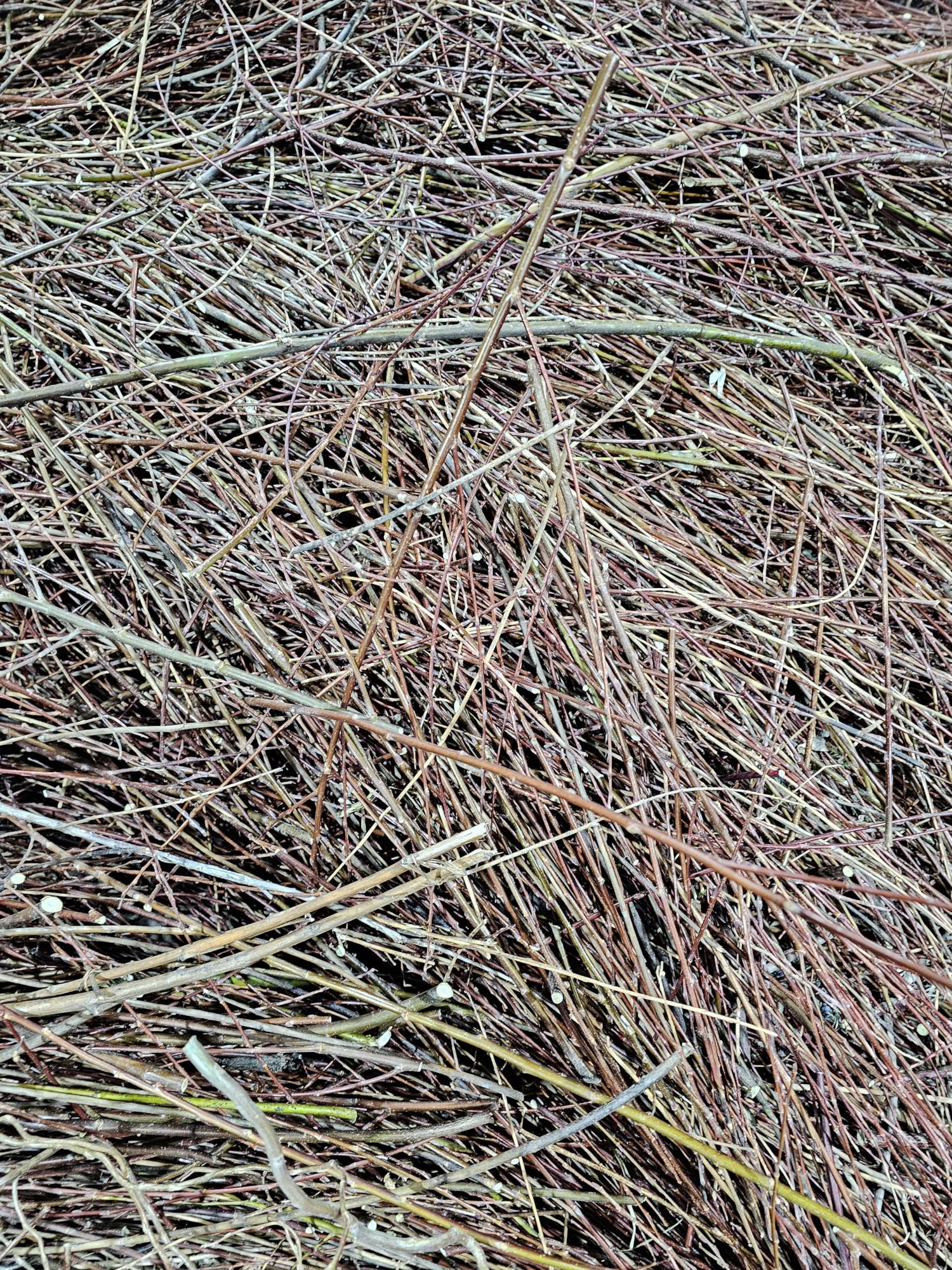 100% Natural Willow Tree Straw | Mulch, Animal Bedding