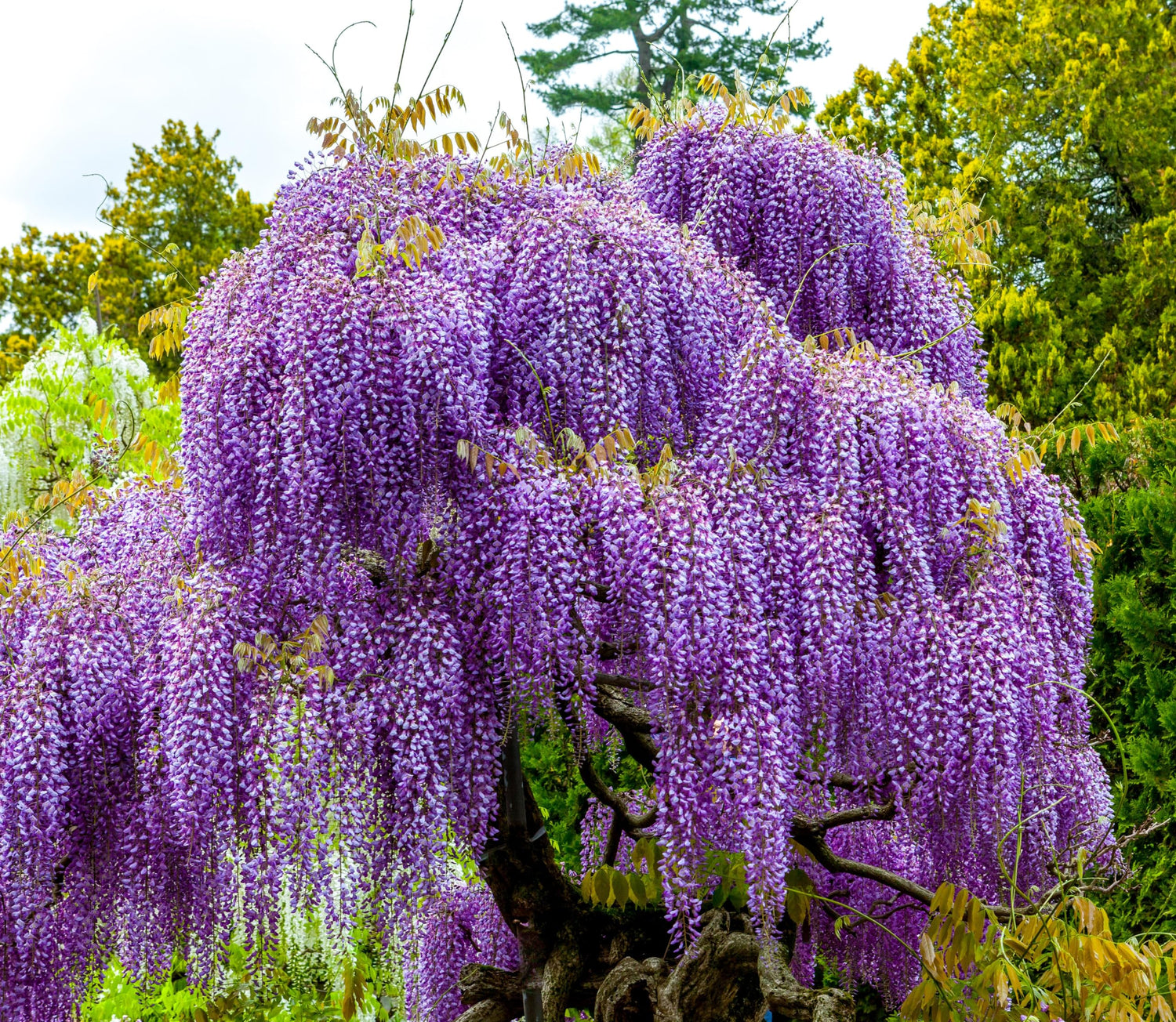 Purple Wisteria Seedlings for Planting - Live Tree Seedling to Grow - Wisteria sinensis - No Ship to California