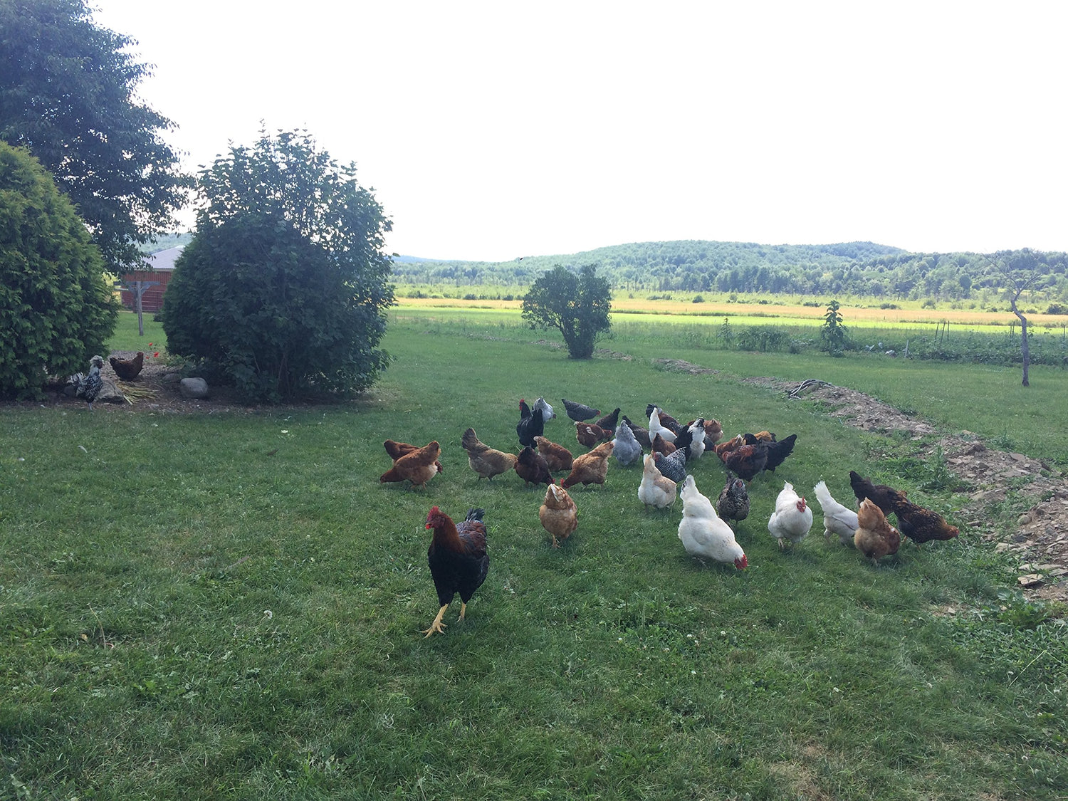 Mitrowski House Farm 12+ Fertile Hatching Eggs Barnyard Mix-**Be Sure to Select More Buying Options as Seller if You Want The Breeds Listed!!**