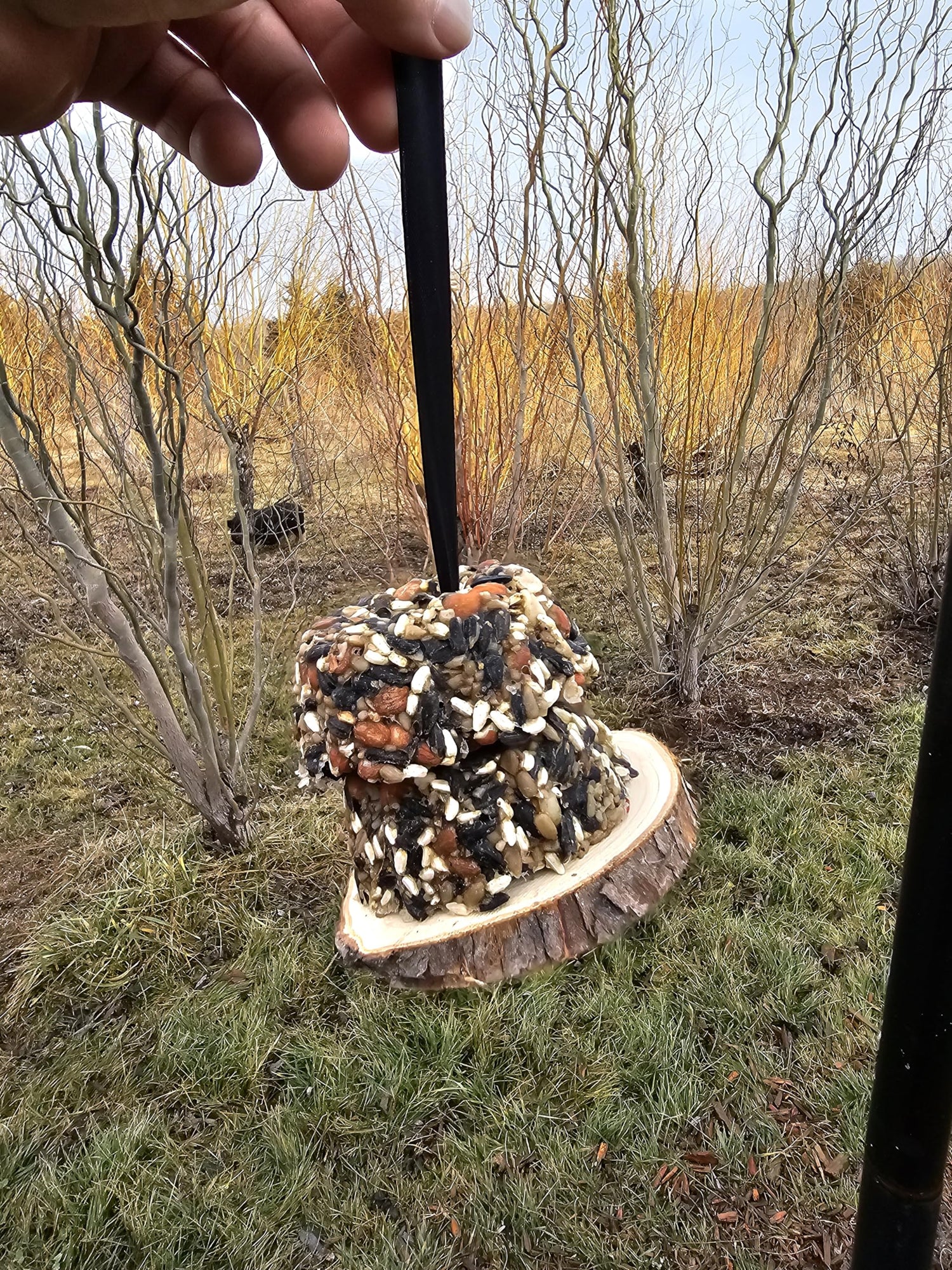 6 Bird Food Donuts and Hanging Feeder - Handmade Feeder and Bird Feed Donuts to Attract Songbirds, Cardinals, Robins - Bird Watching