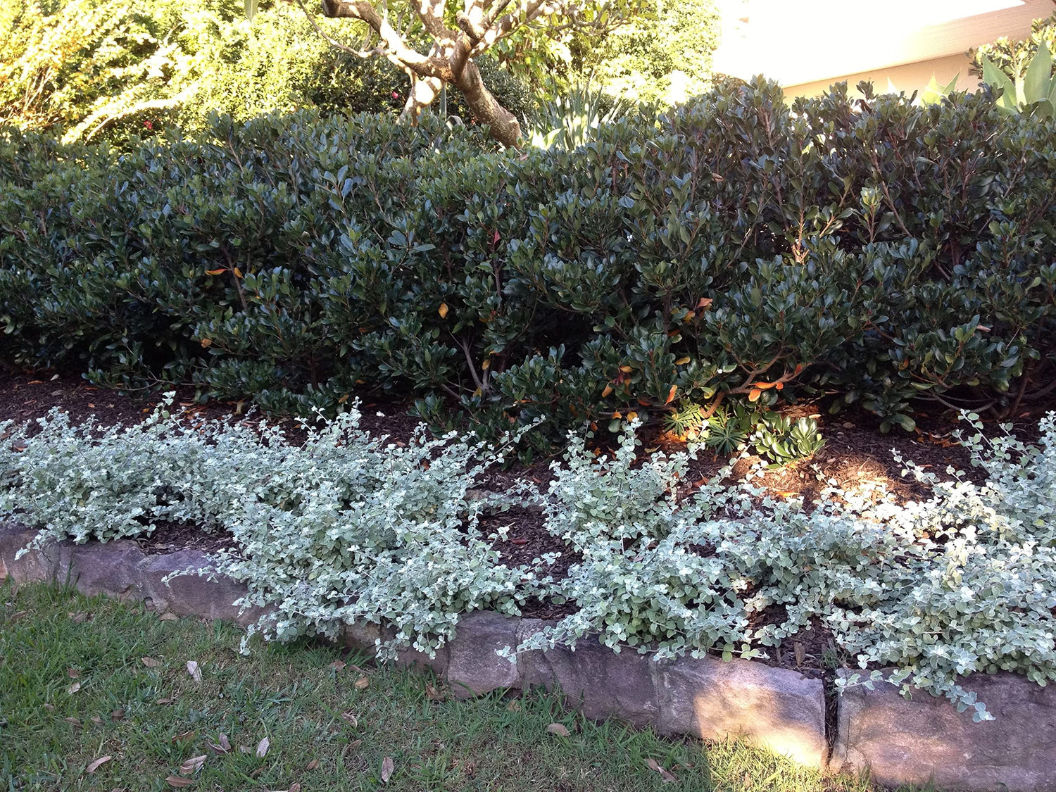 Saltbush Seeds for Planting -50 Seeds - Great Landscape Bush - Made in USA
