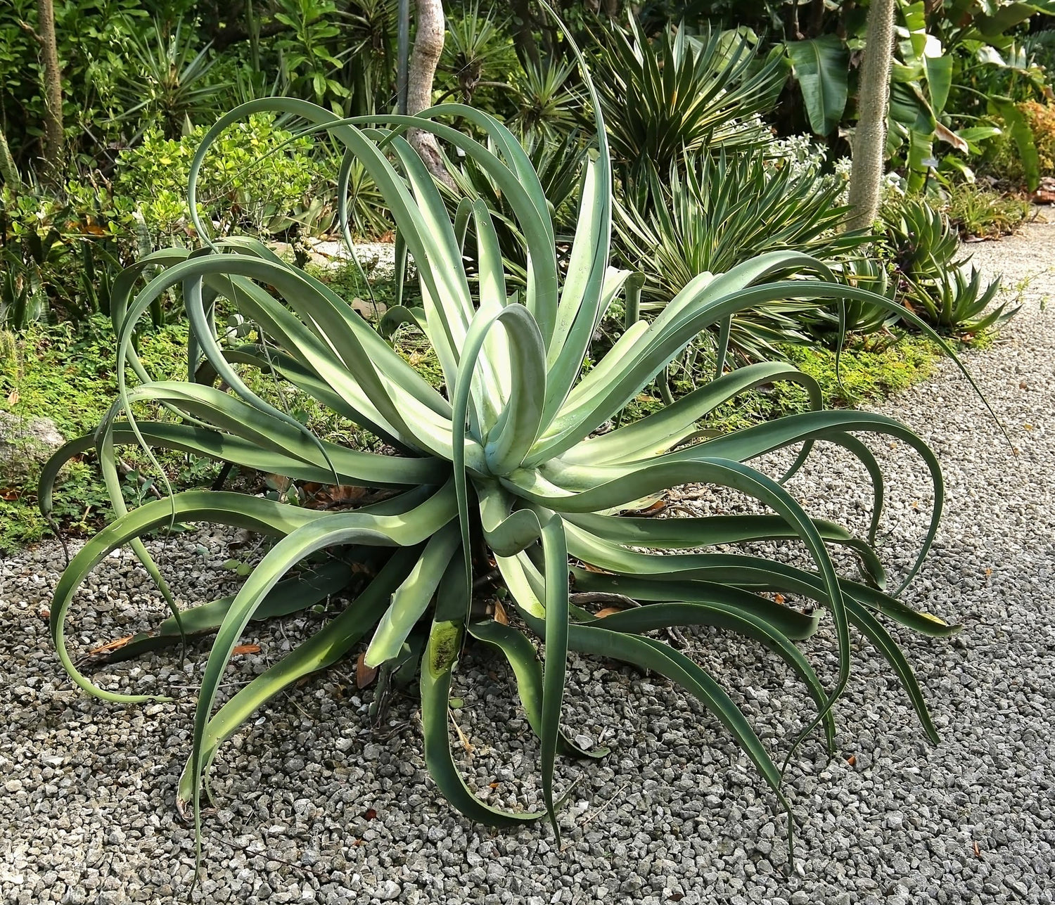 10 Octopus Agave Seeds for Growing - Agave vilmoriniana
