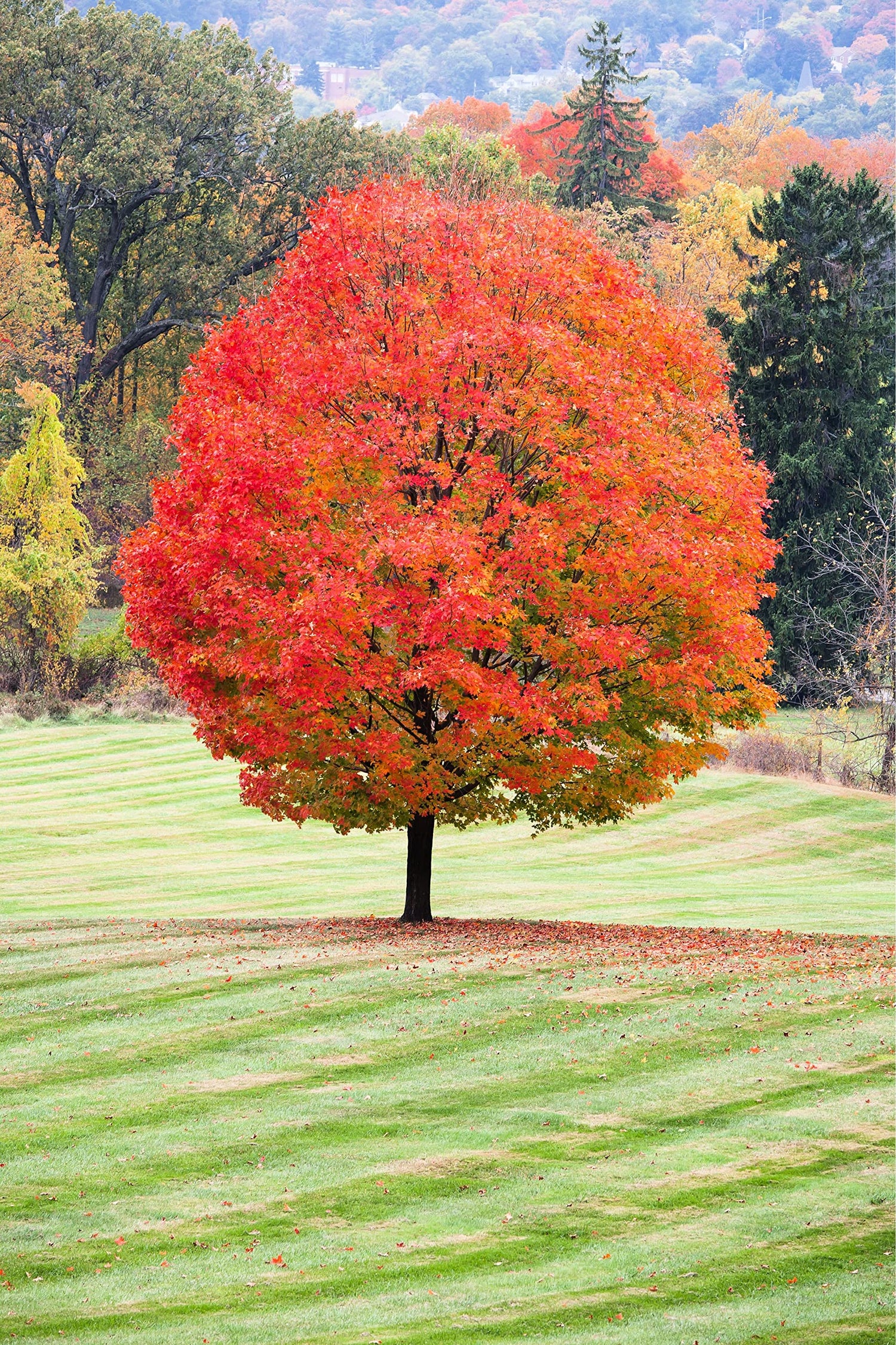 Sugar Maple Tree Seedlings for Planting | Live Tree Seedling (1 Tree) - No Ship to California