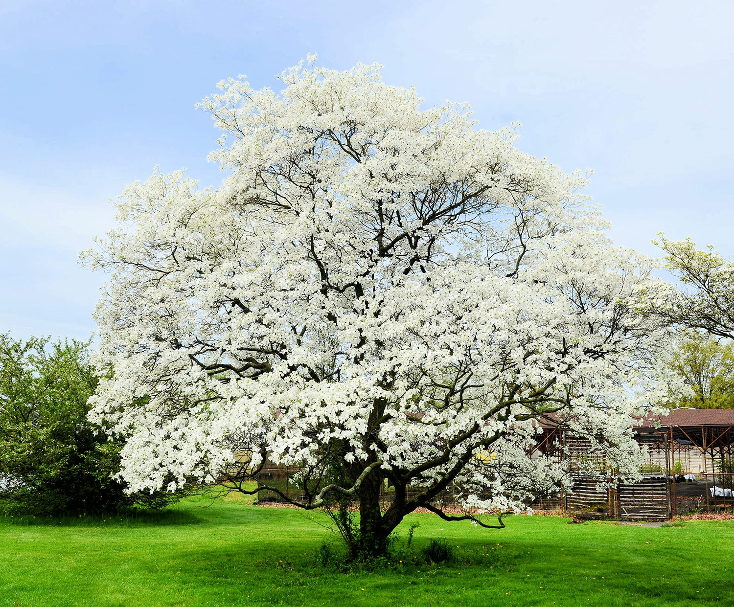 White Flowering Dogwood Tree Seedlings for Planting | Live Tree Seedlings (2 Trees) | No Ship to California