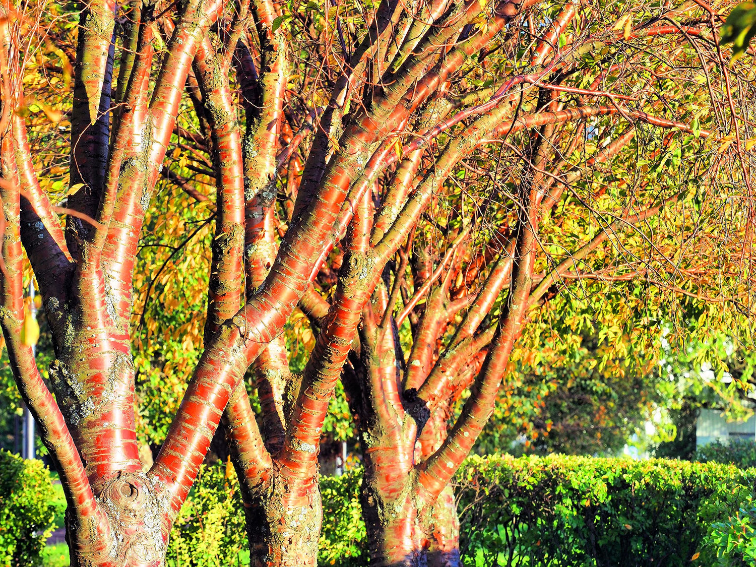 Amur Chokecherry Tree Seeds for Planting - 30 Seeds - Prunus maackii, Prized for it Exotic Looking Bark
